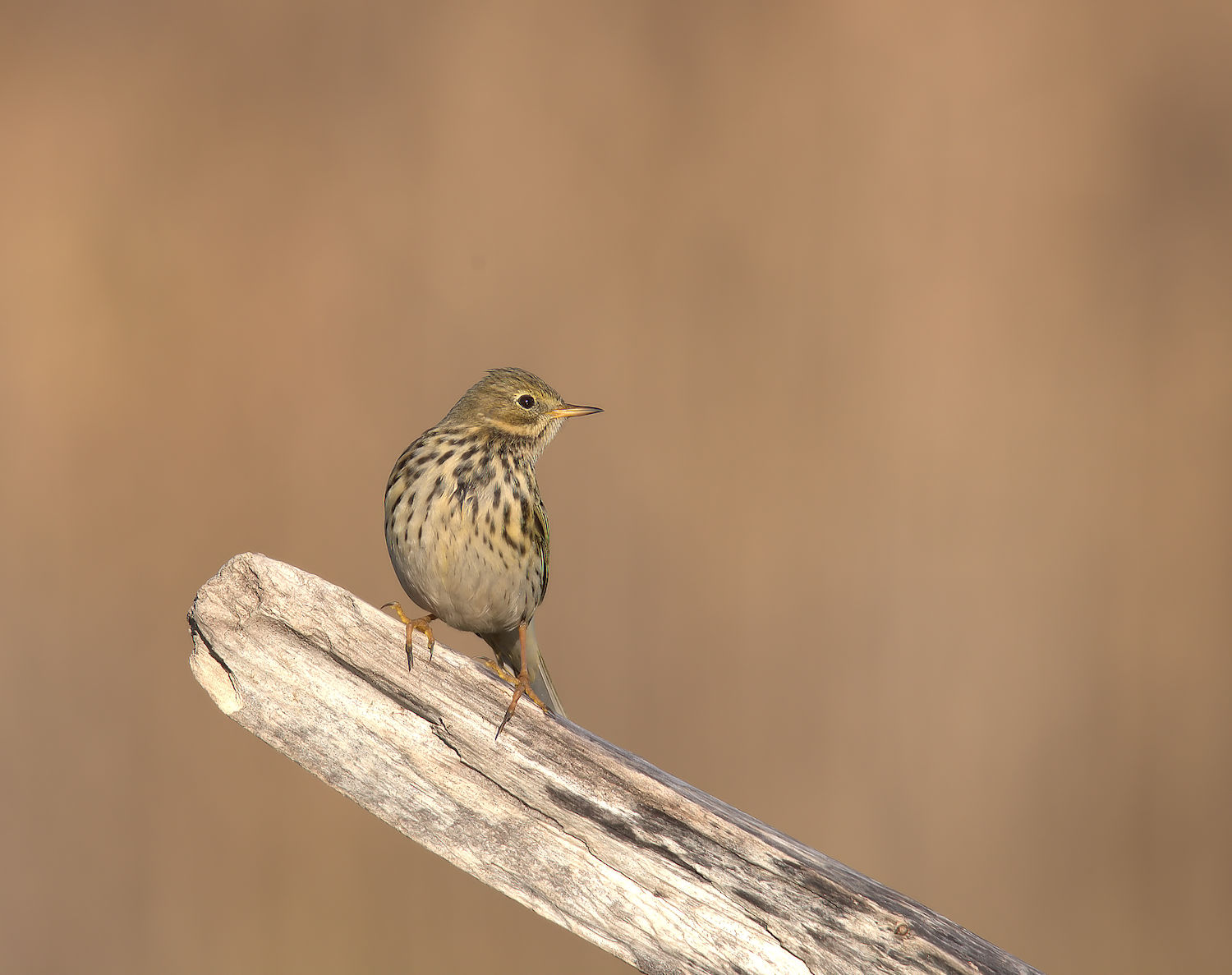 Pipit