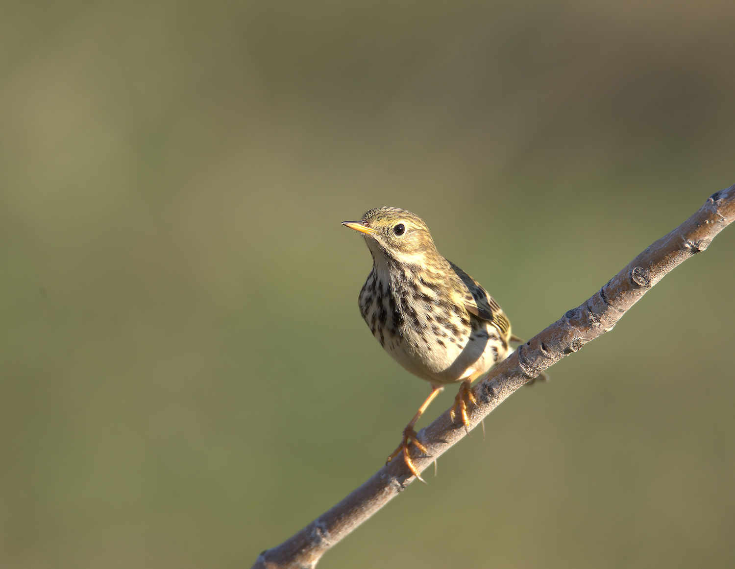 Pipit