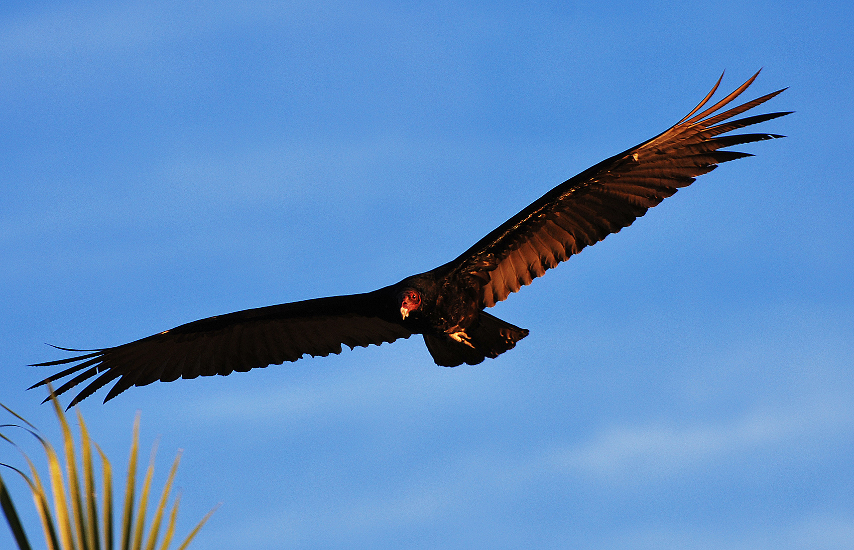 Aquila - Sayulita - Messico