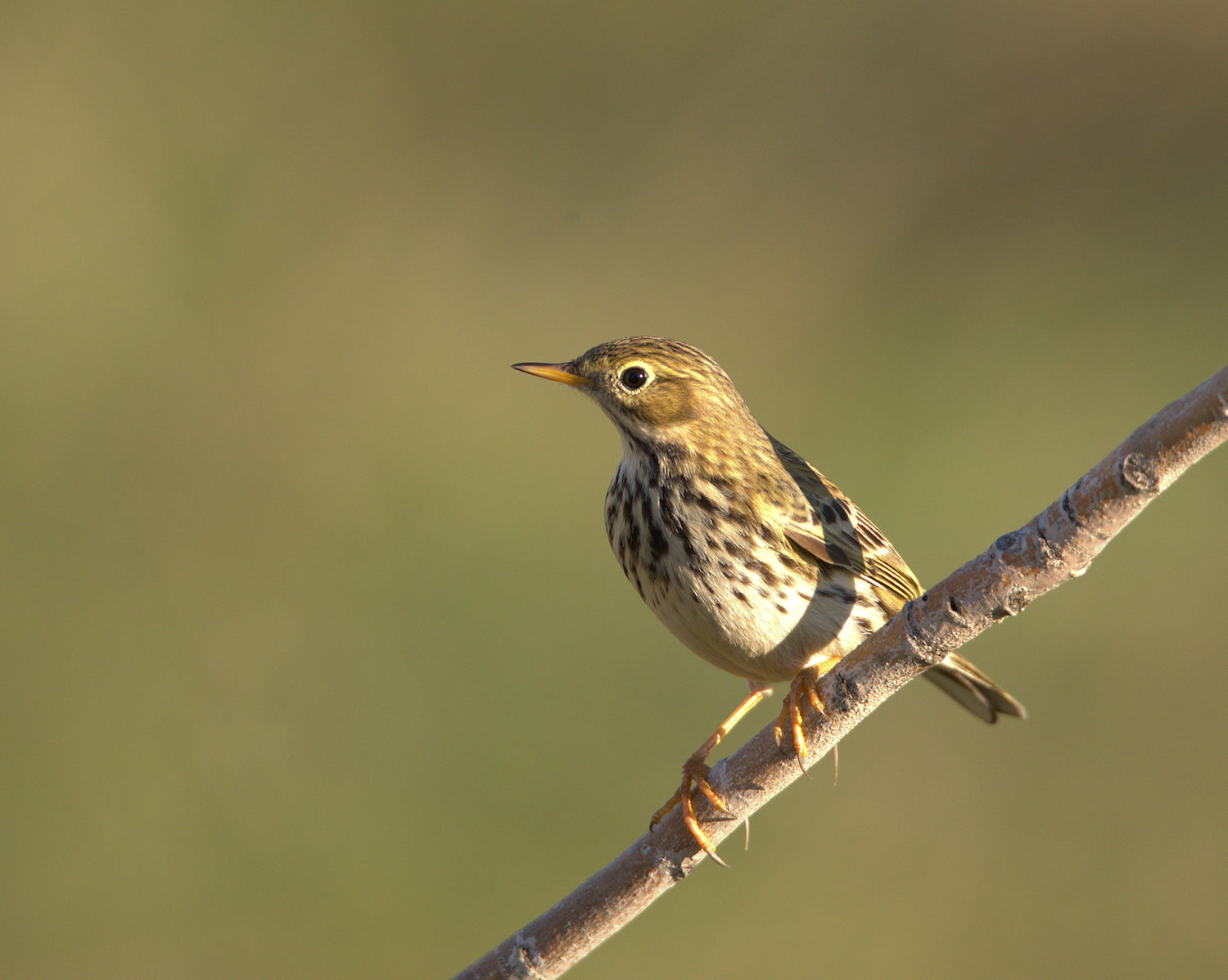 Pipit