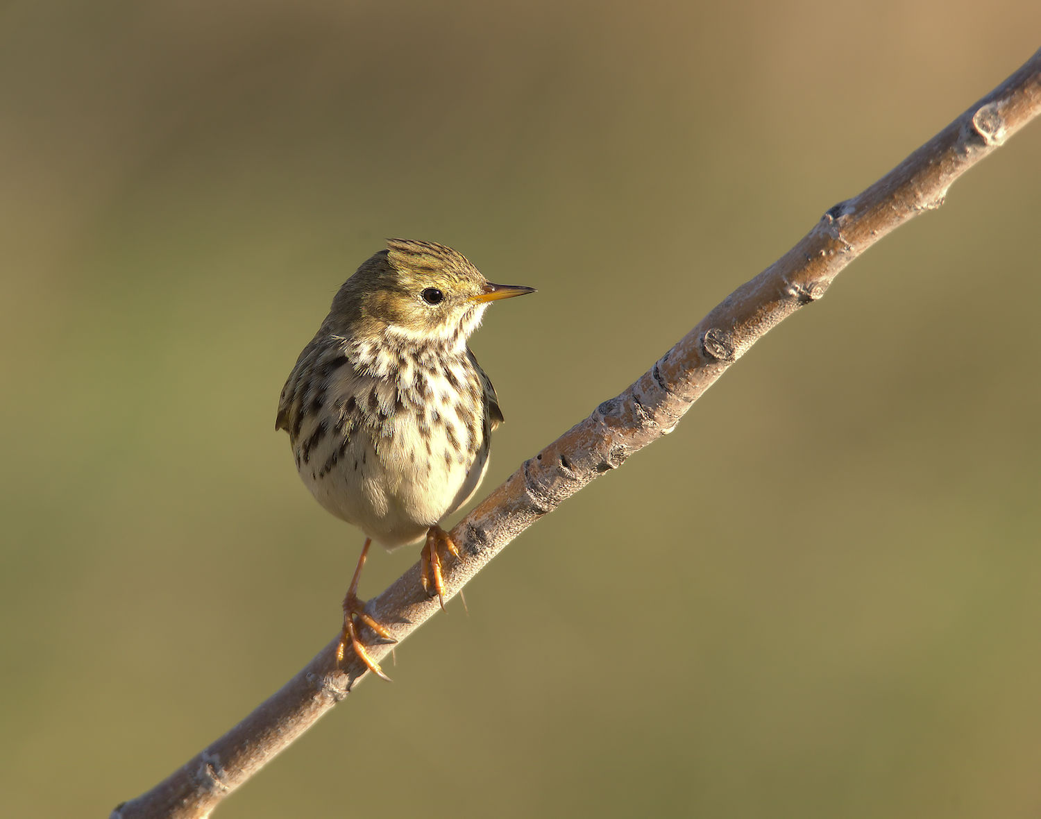 Pipit