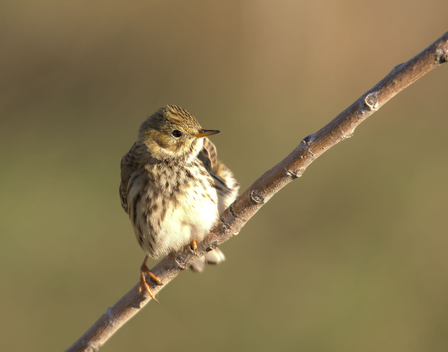 Pipit