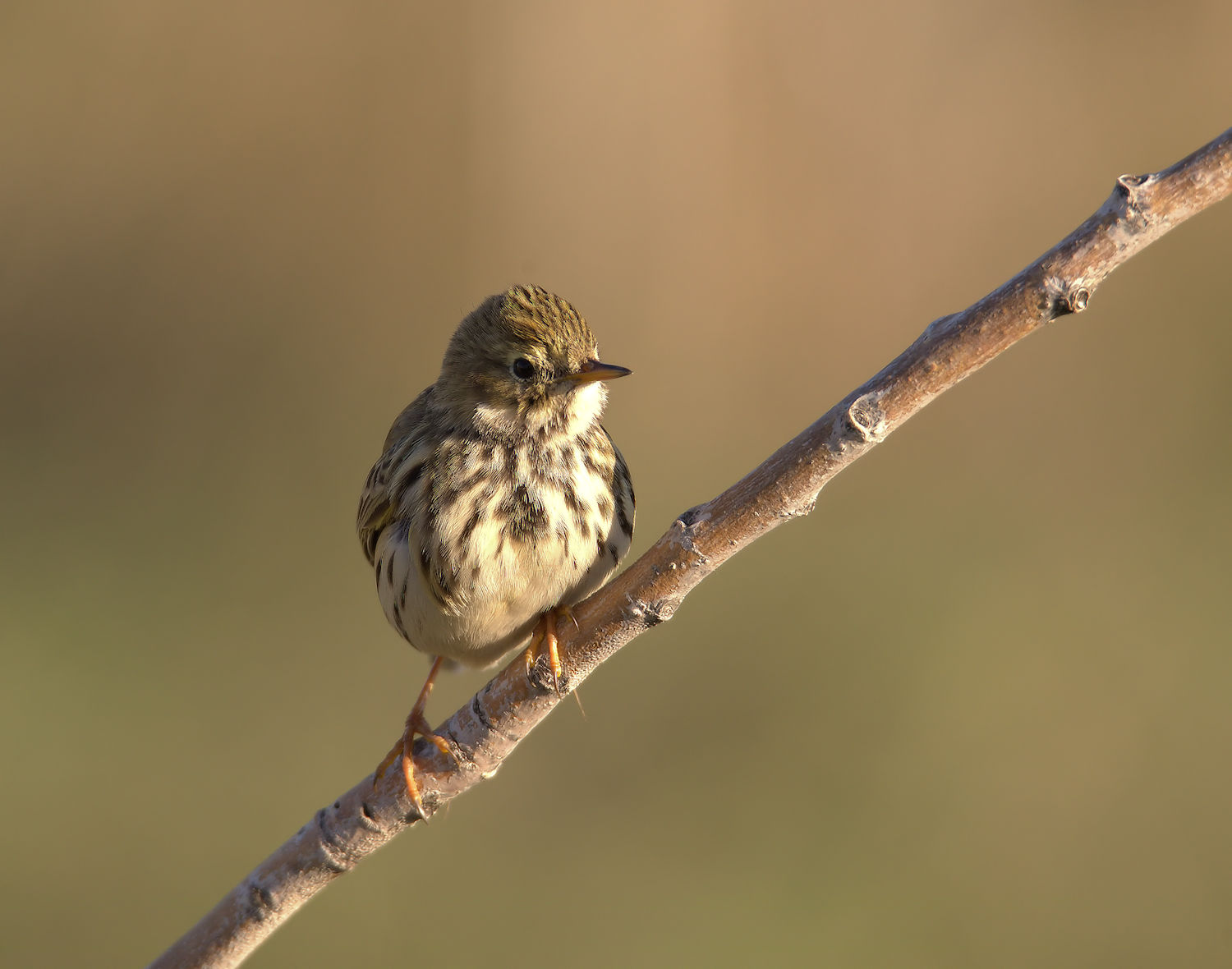Pipit