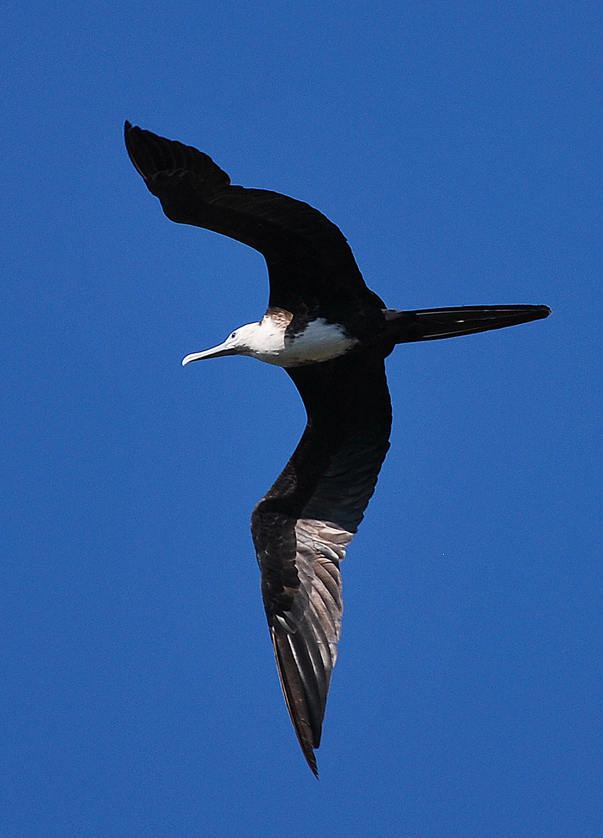 Fregata a Sayulita - Messico