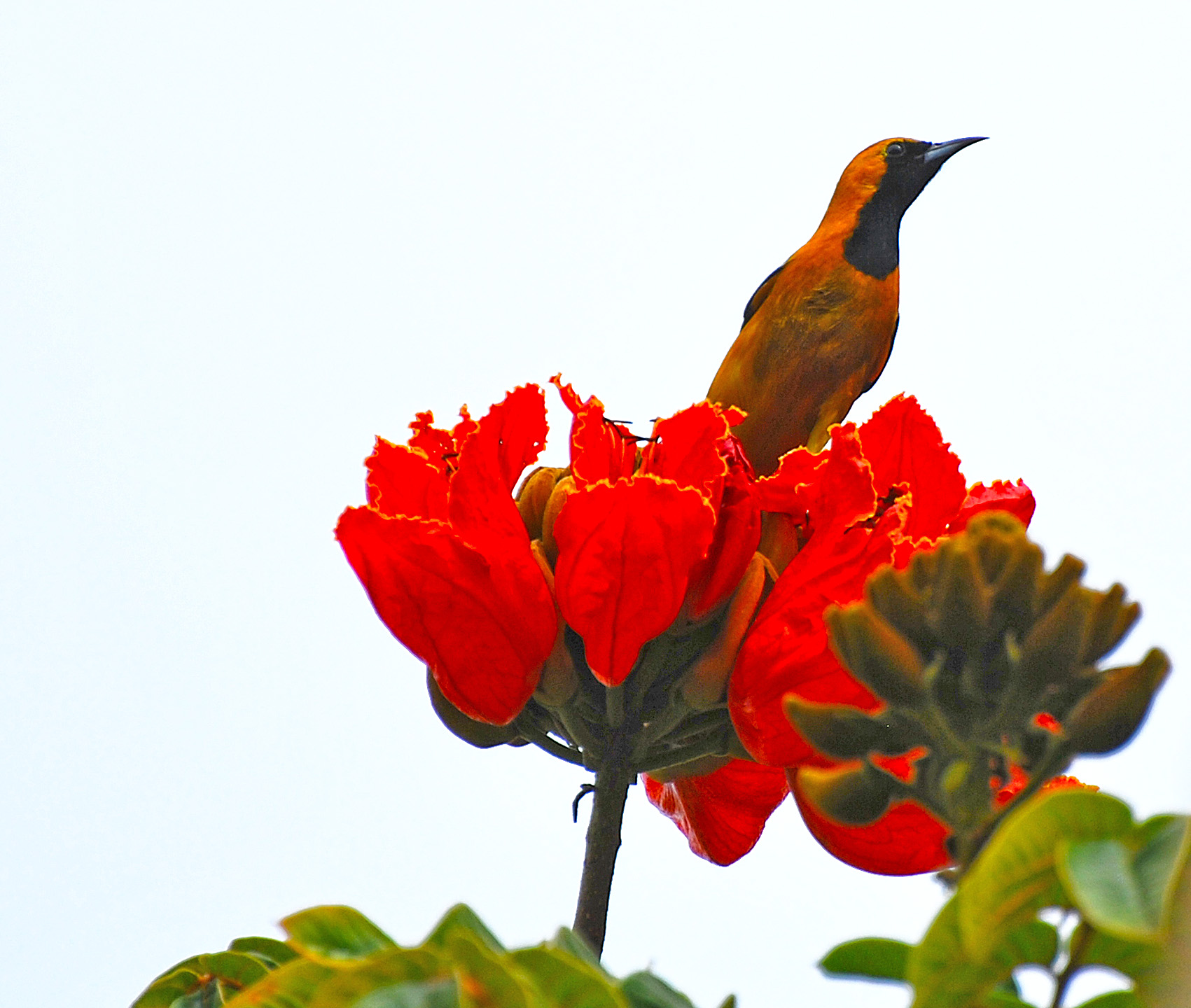 Uccello su Fiore - Sayulita Messico