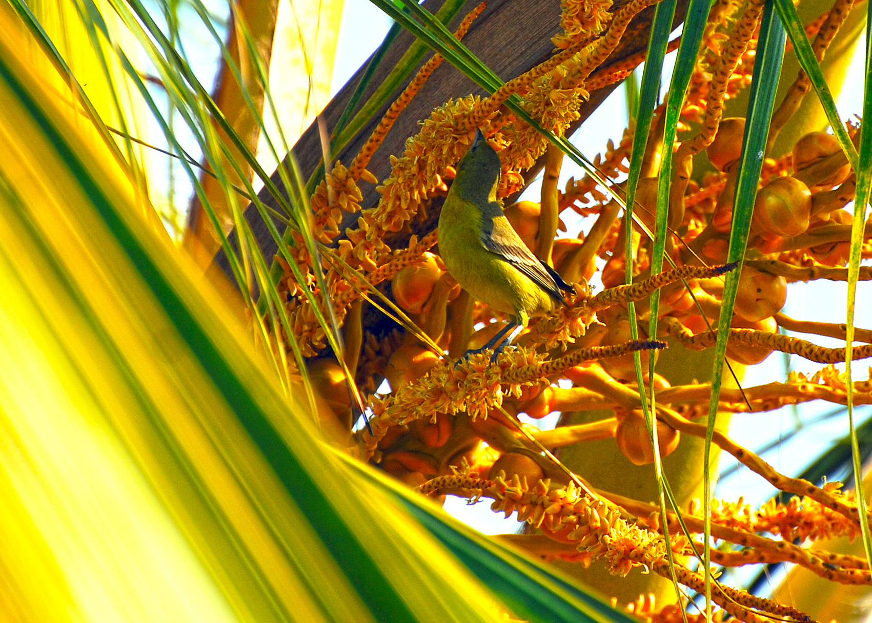 Uccello Verdone - Sayulita Messico