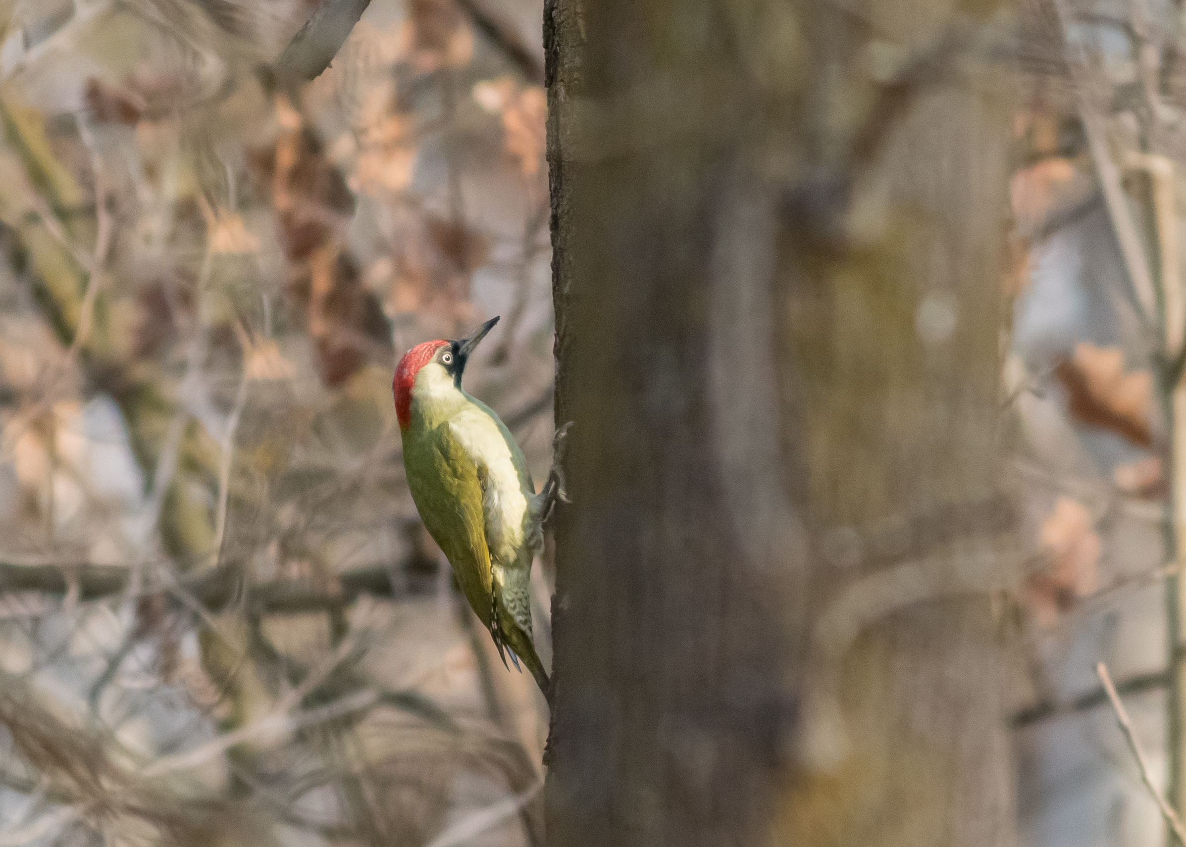 Picchio verde nel fitto del bosco