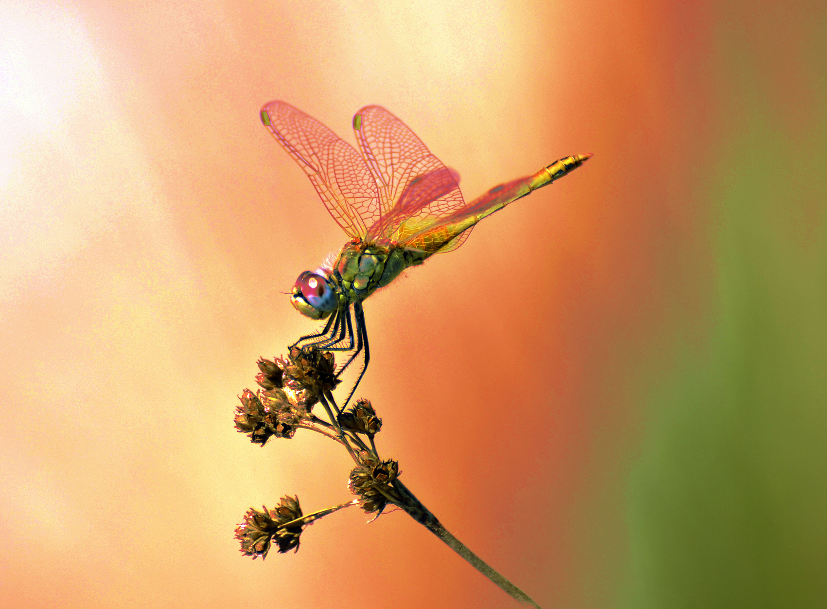 Libellula al Tramonto - Sardegna