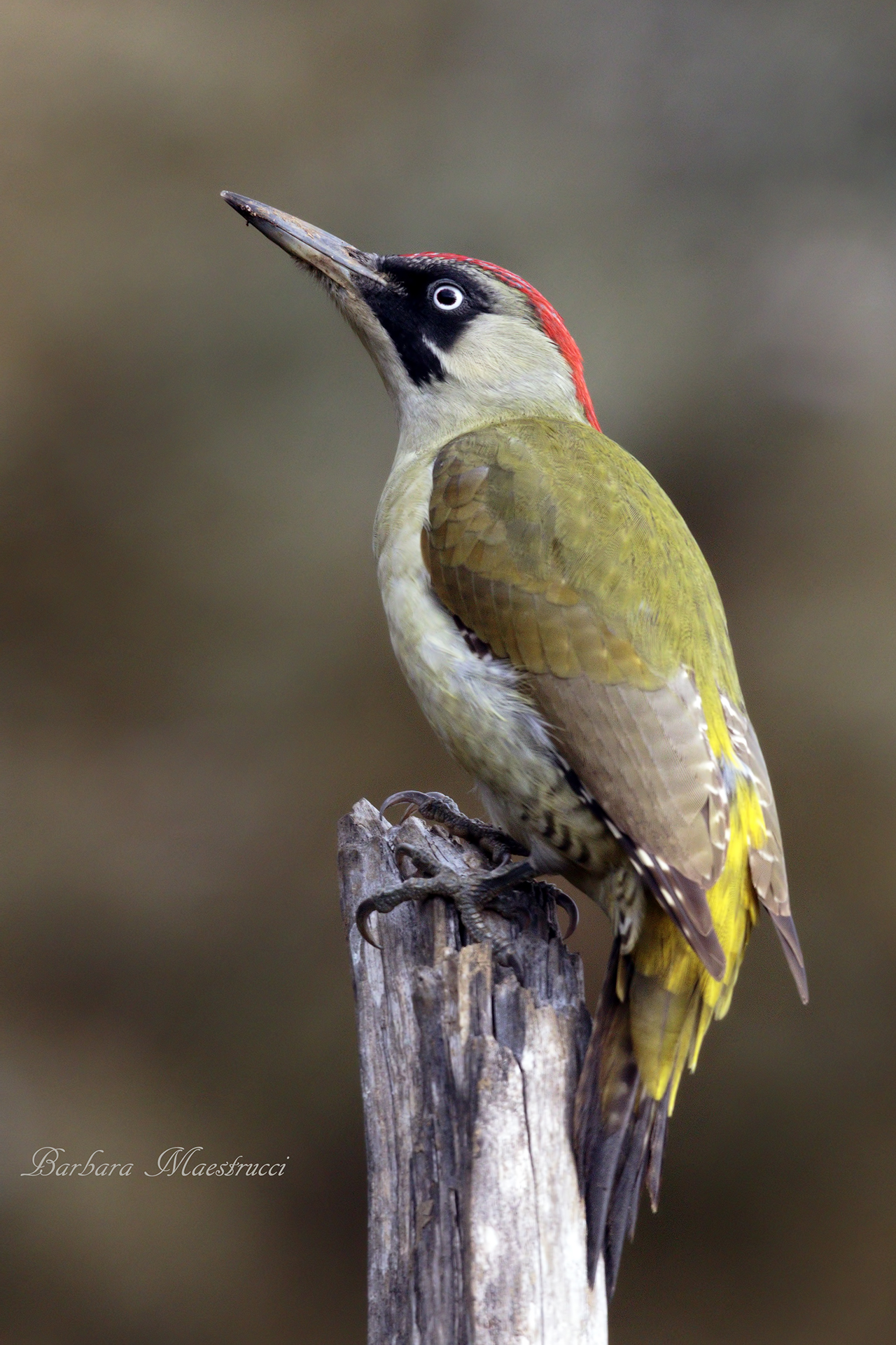 Green Woodpecker