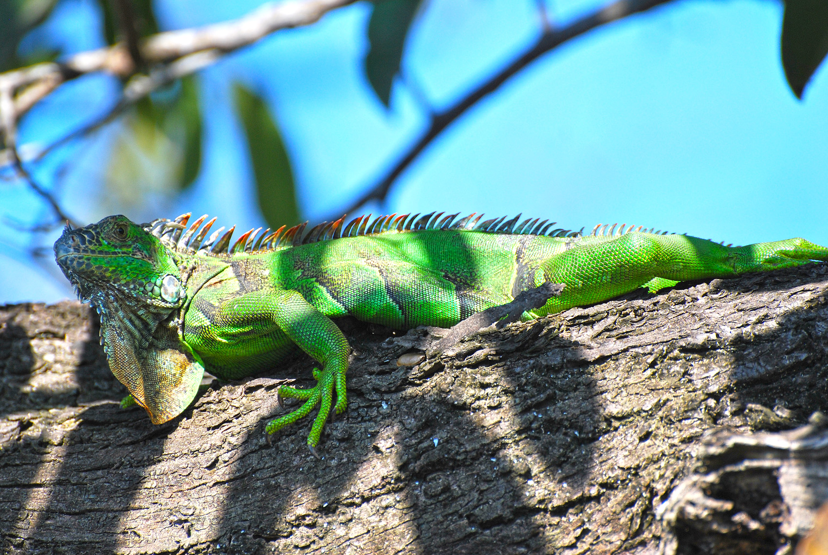 Iguana