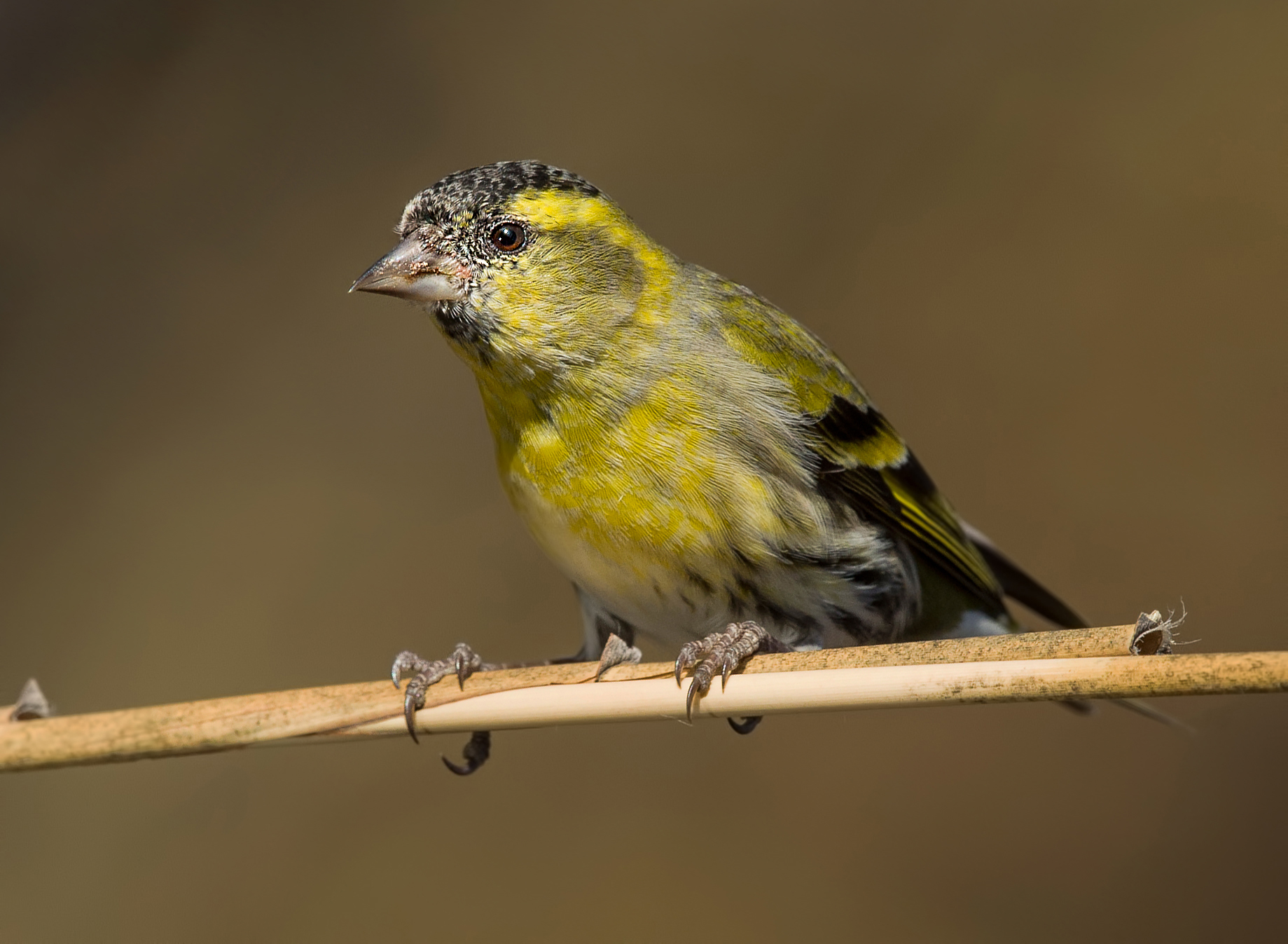siskin