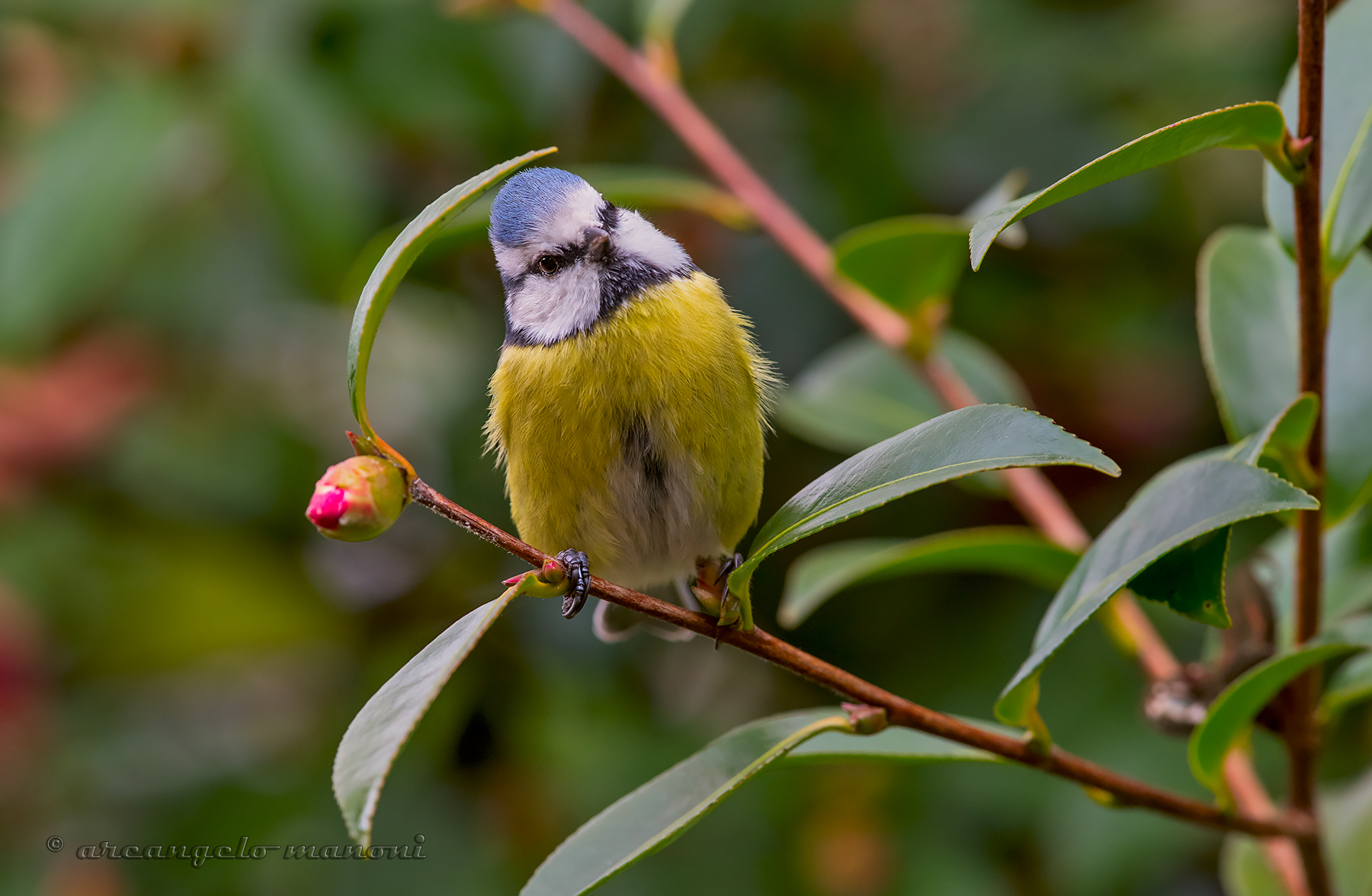 An expression from a cinchanger