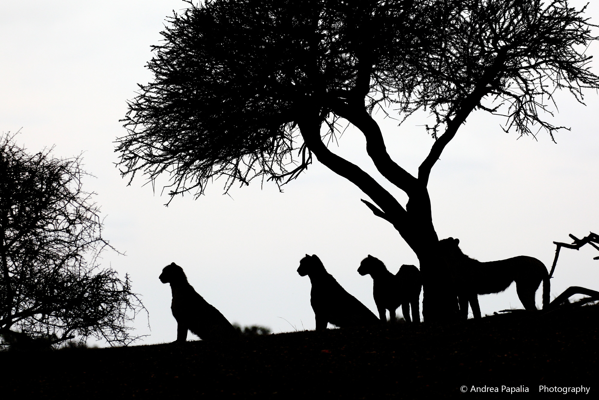 Le sfingi.. prima della caccia