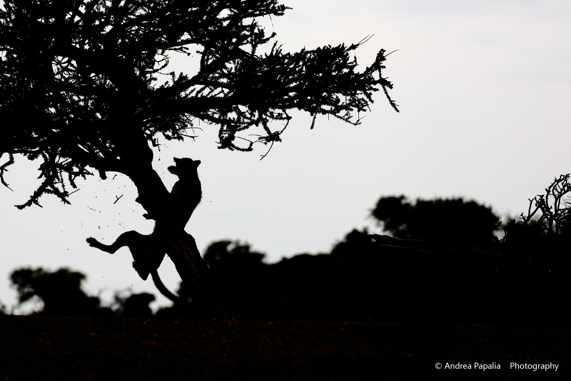 Cheetah falling down