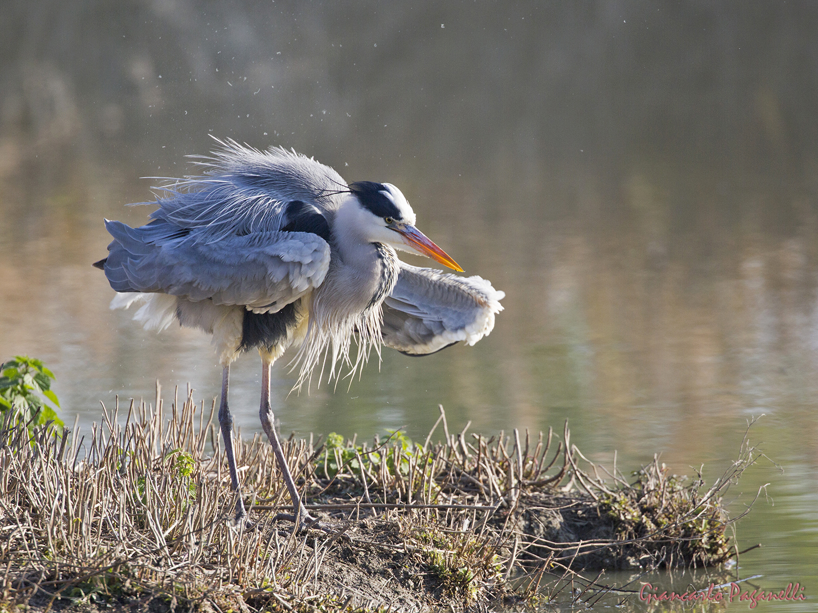 Grass heron