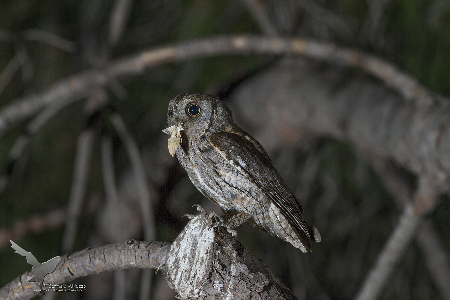 Doppia predazione _Assiolo_