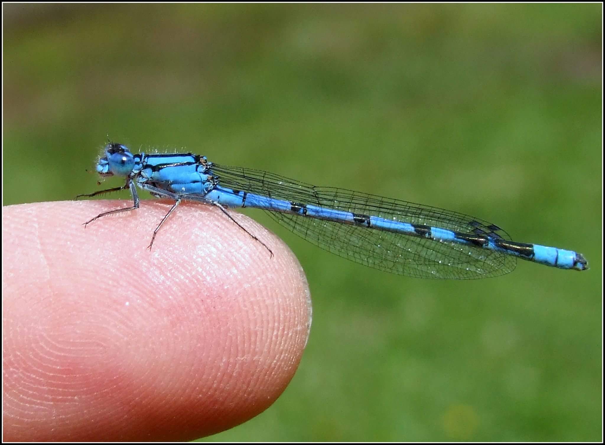"Cyathigerum enallagma" male ...