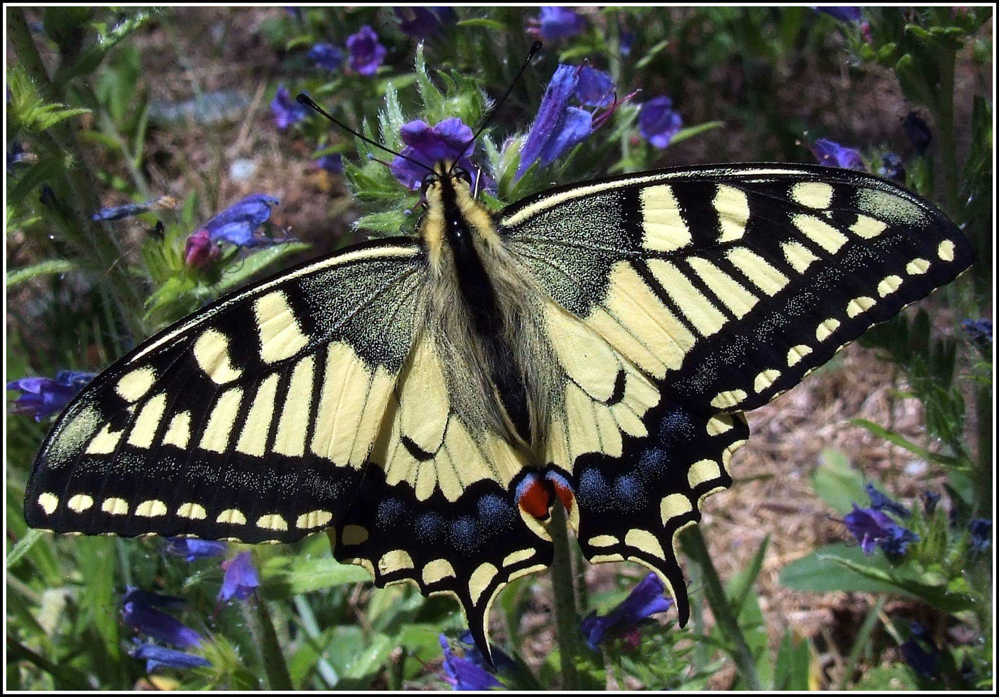 "Papillon machaon" ...
