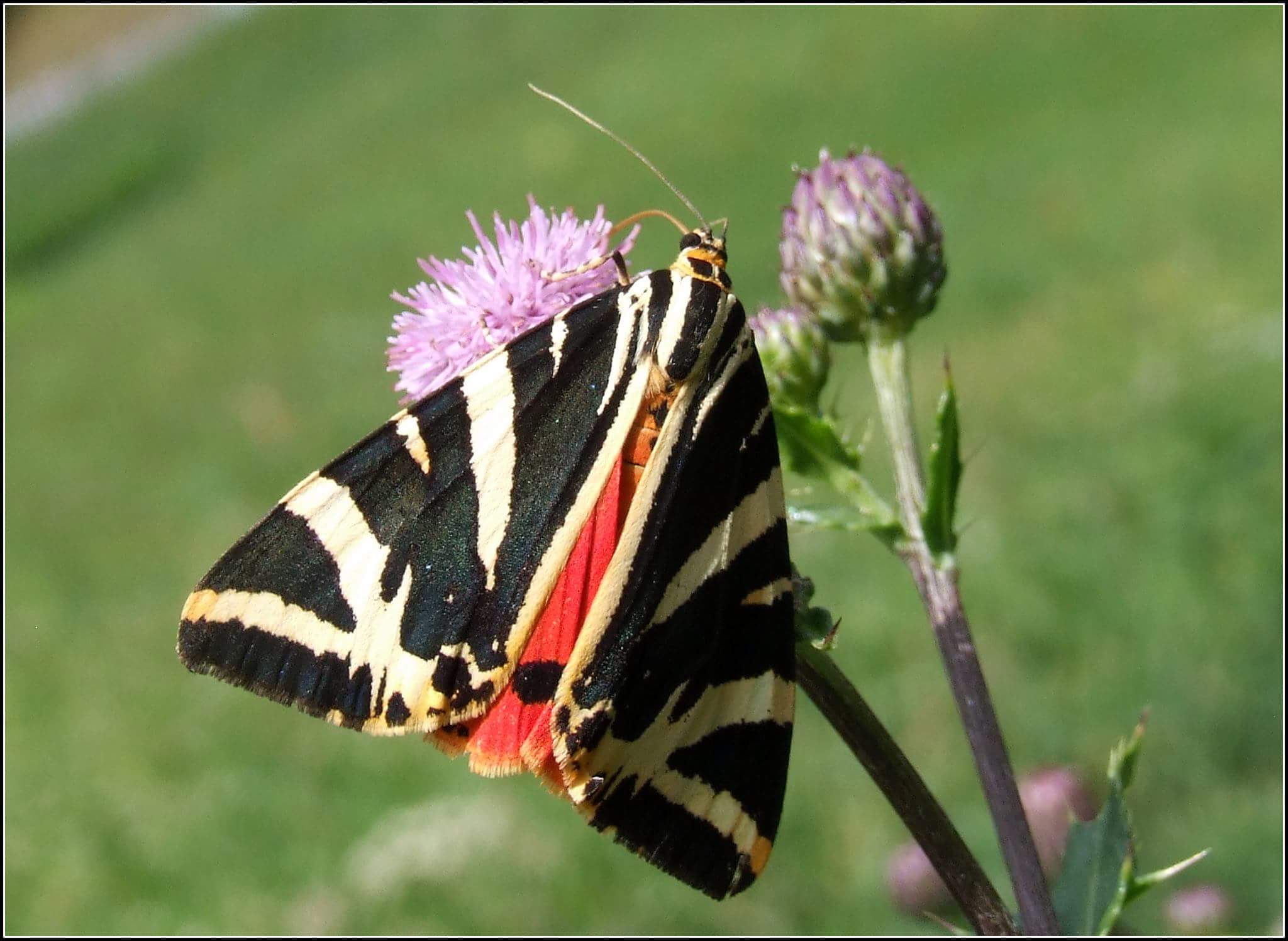 "Euplagia quadripunctaria" ...