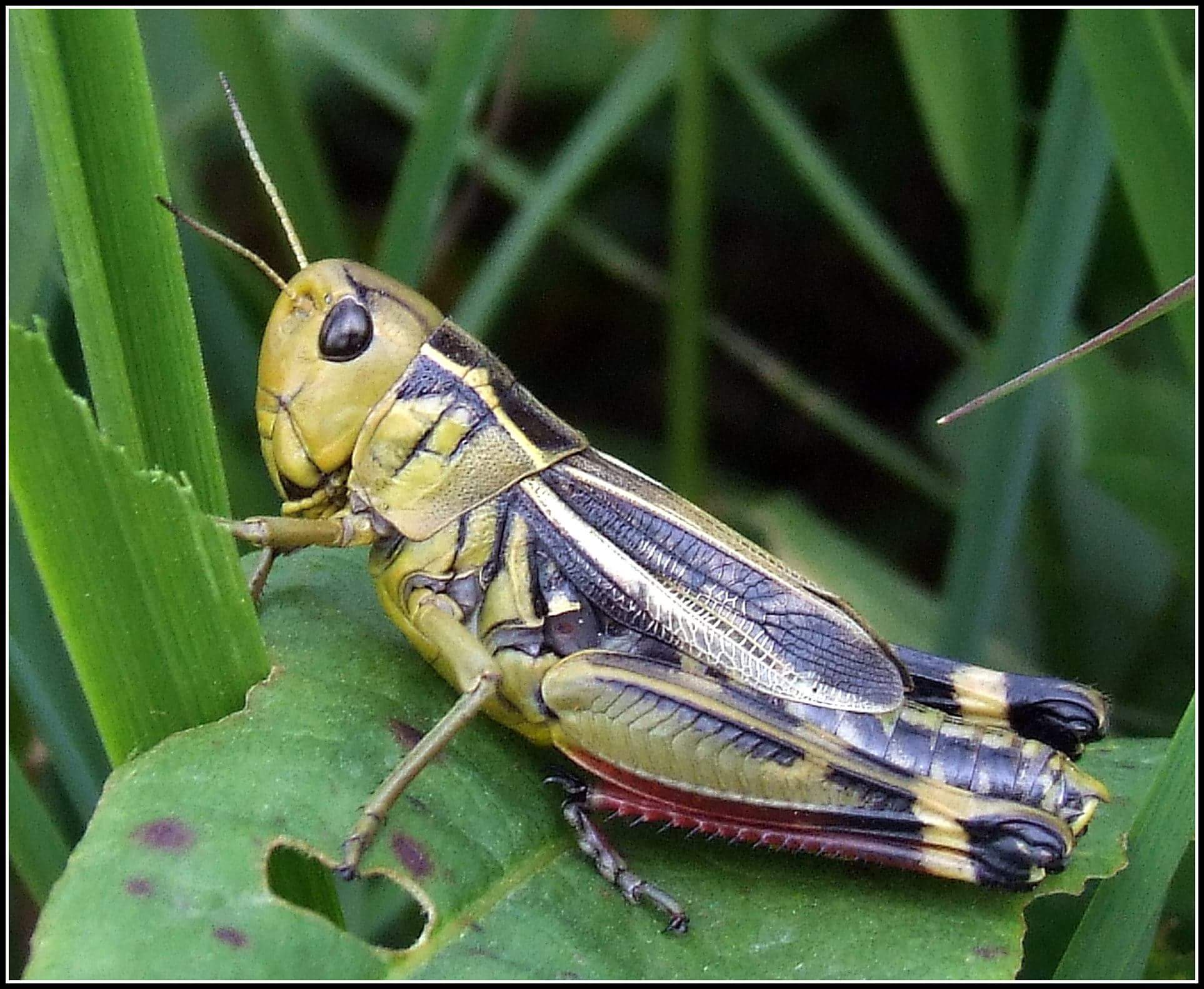 "Arcyptera fusca" female ...