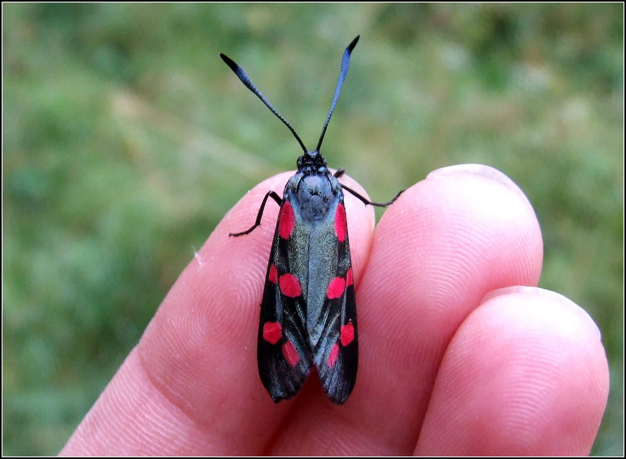 "Transalpine Zyga" ...