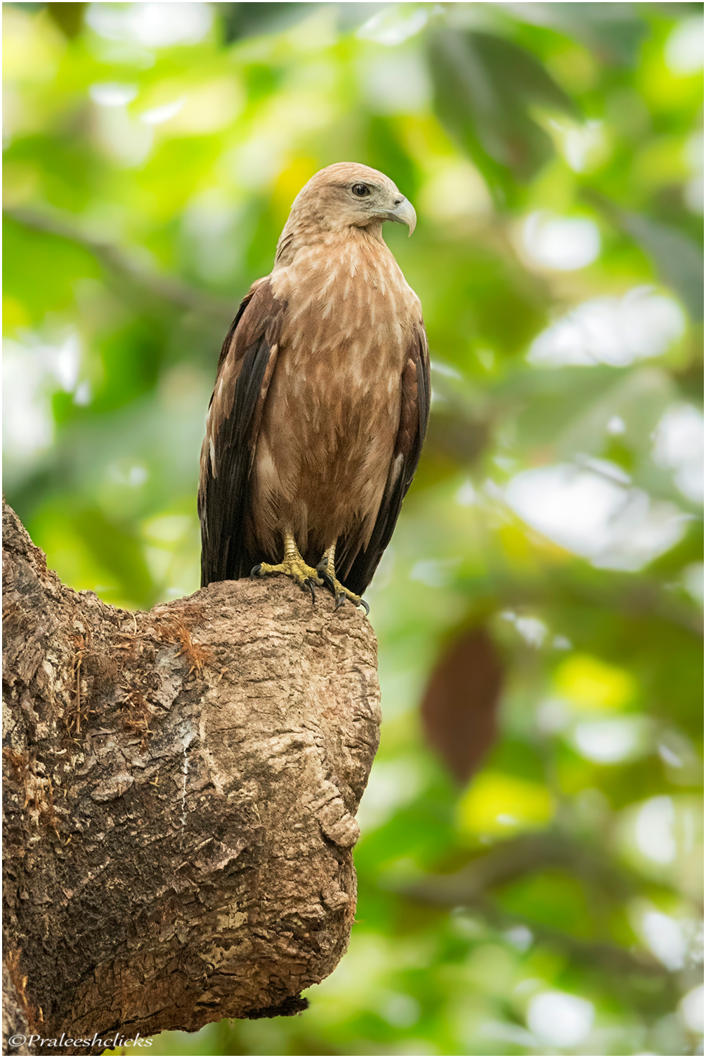 Brahminy kite - juvenile