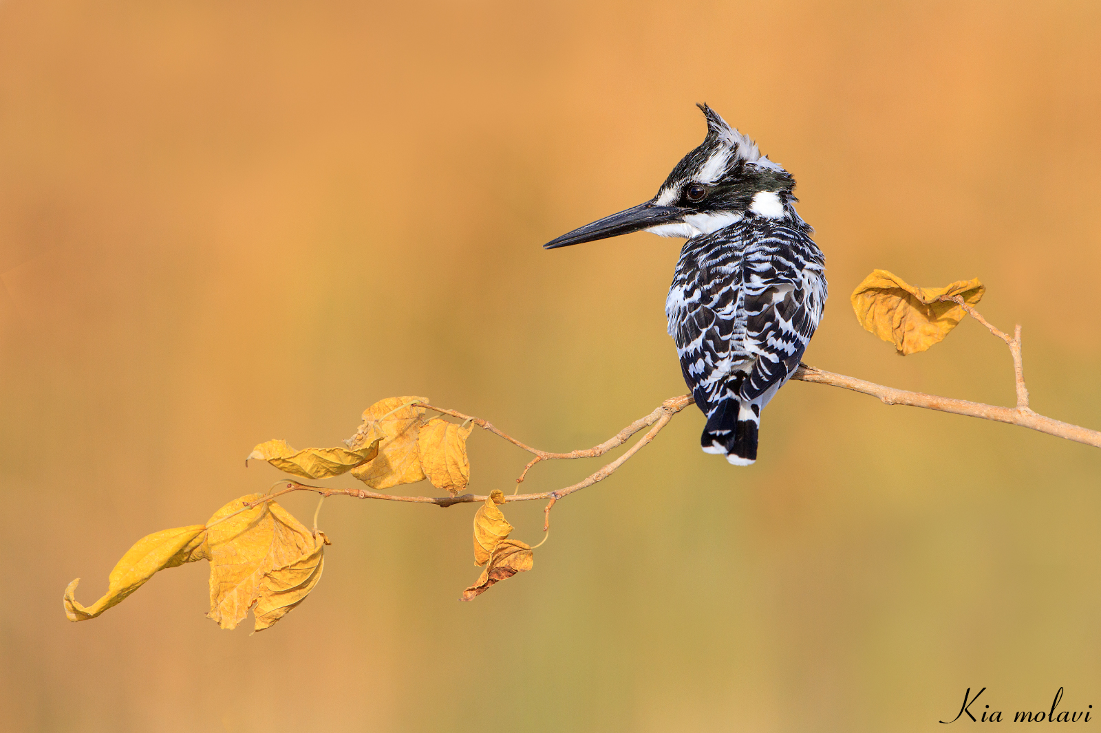 martin pescatore pied