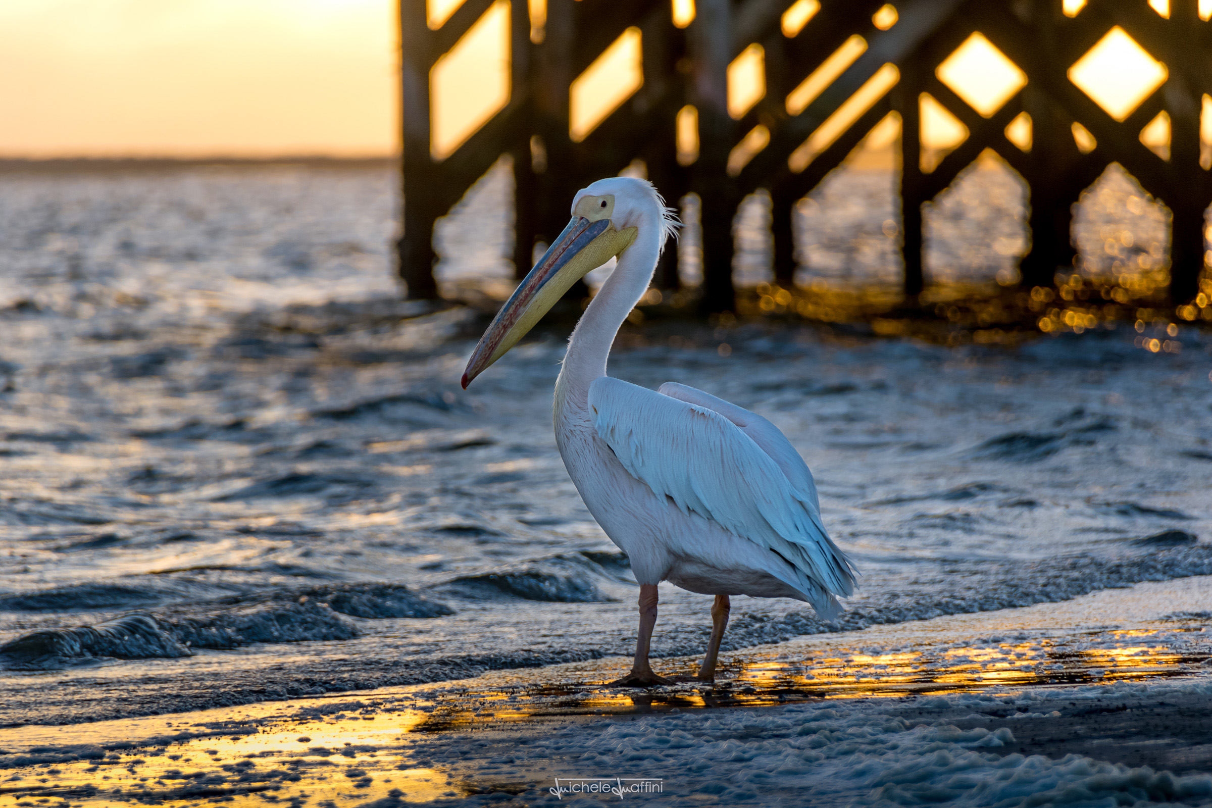 Namibia - Pelican at Sunset