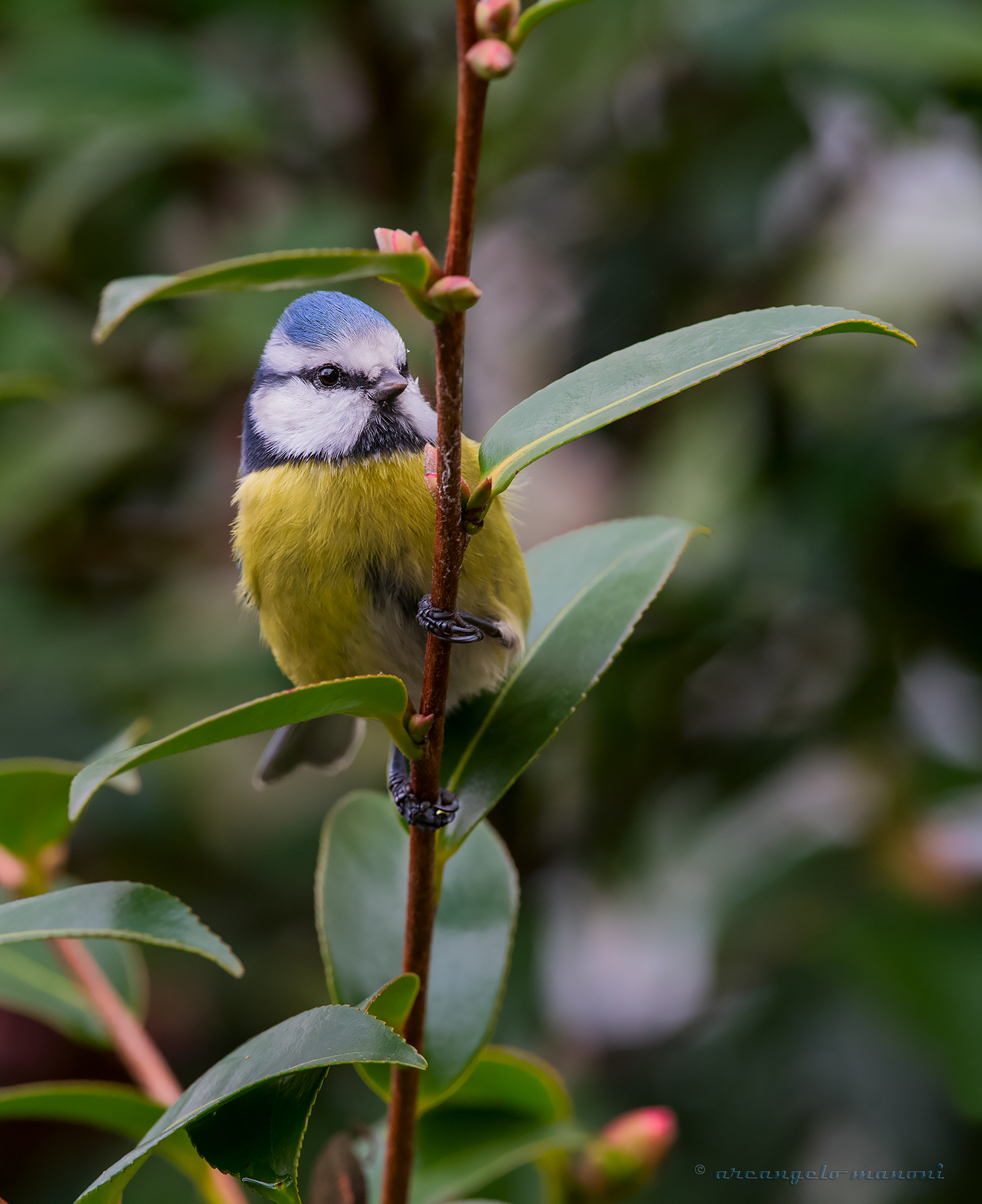 Clothed with a camellia sprig