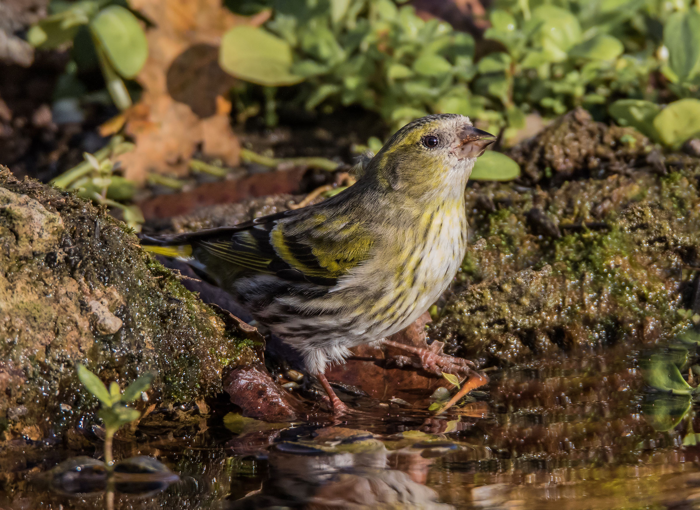 Shut up at the afternoon