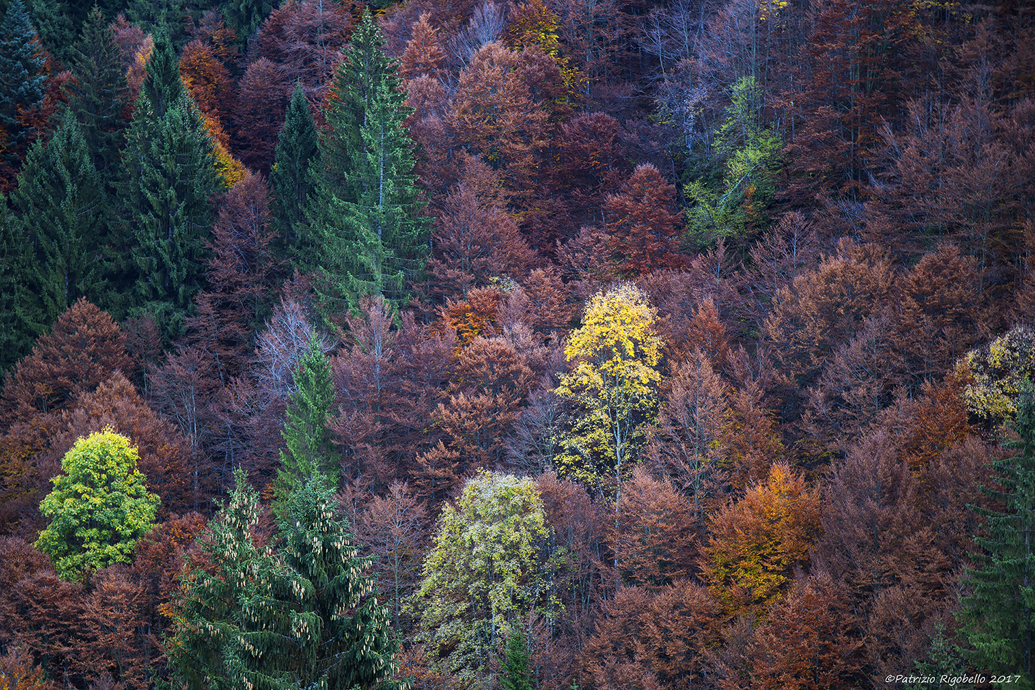 Magia del Bosco d'Ottobre