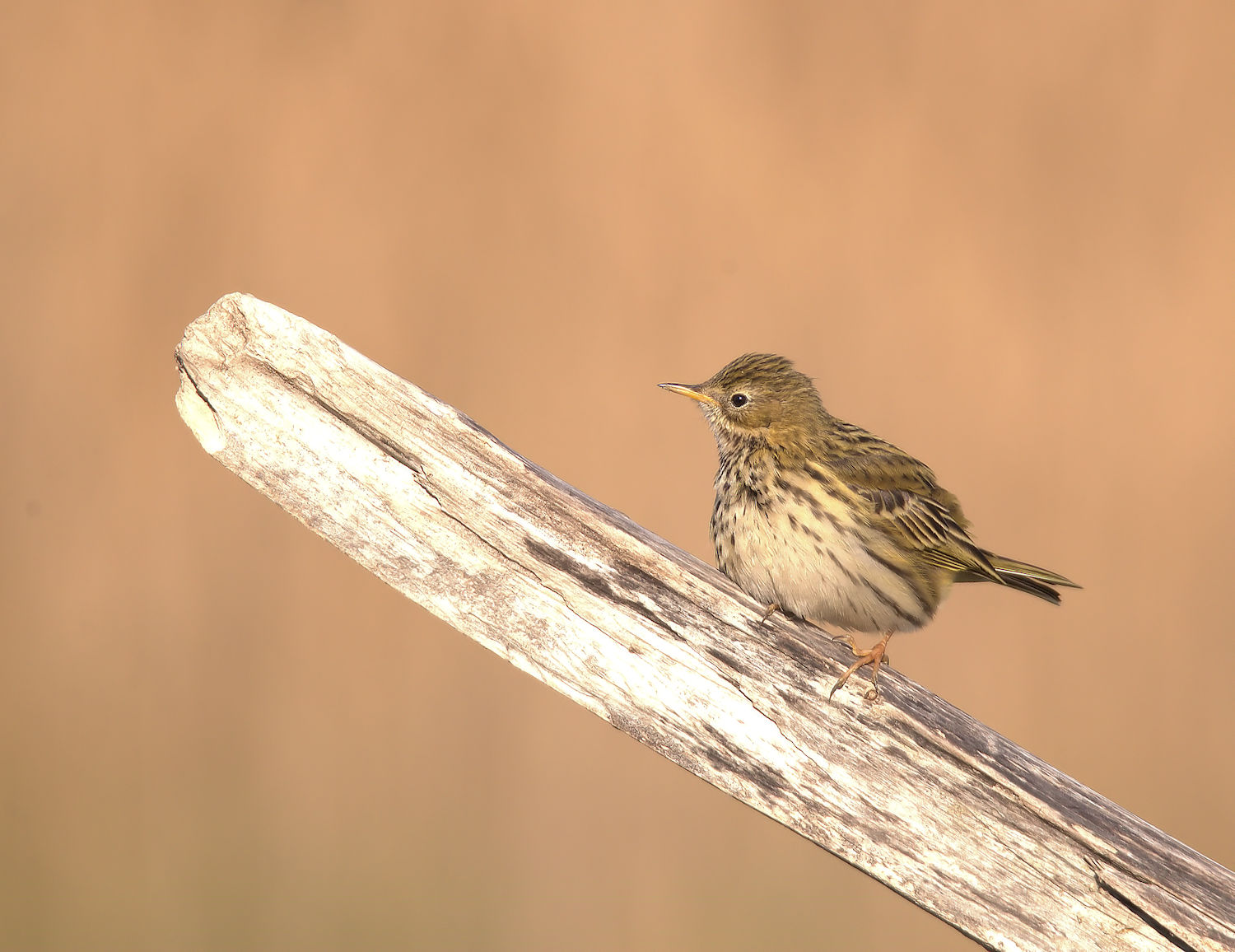 Pipit