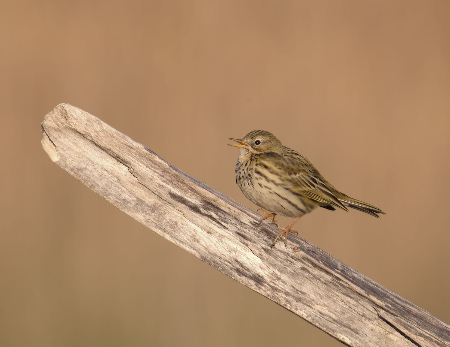 Pipit