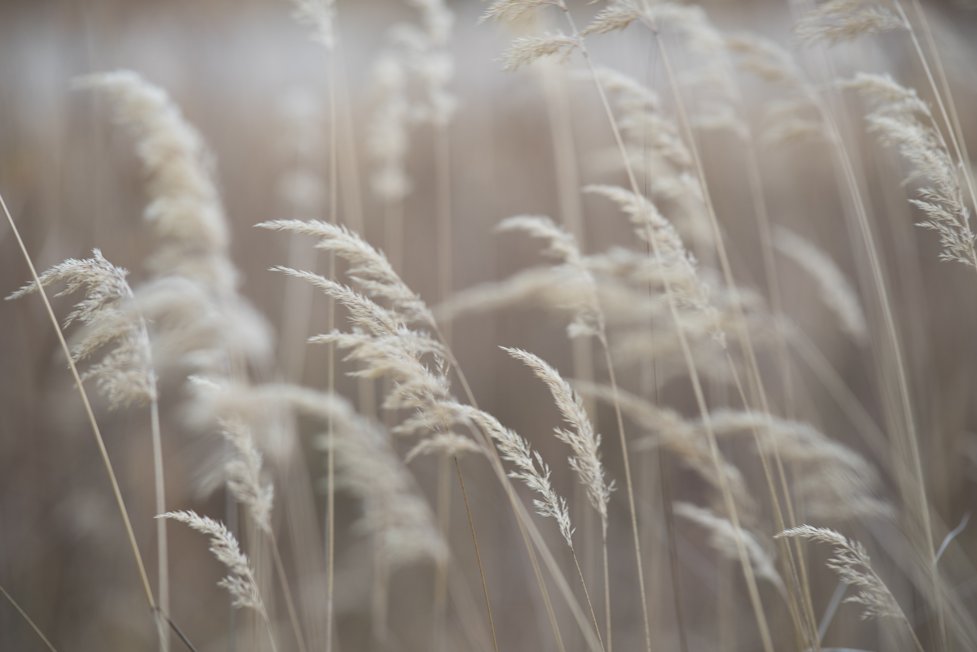 Reeds in the wind