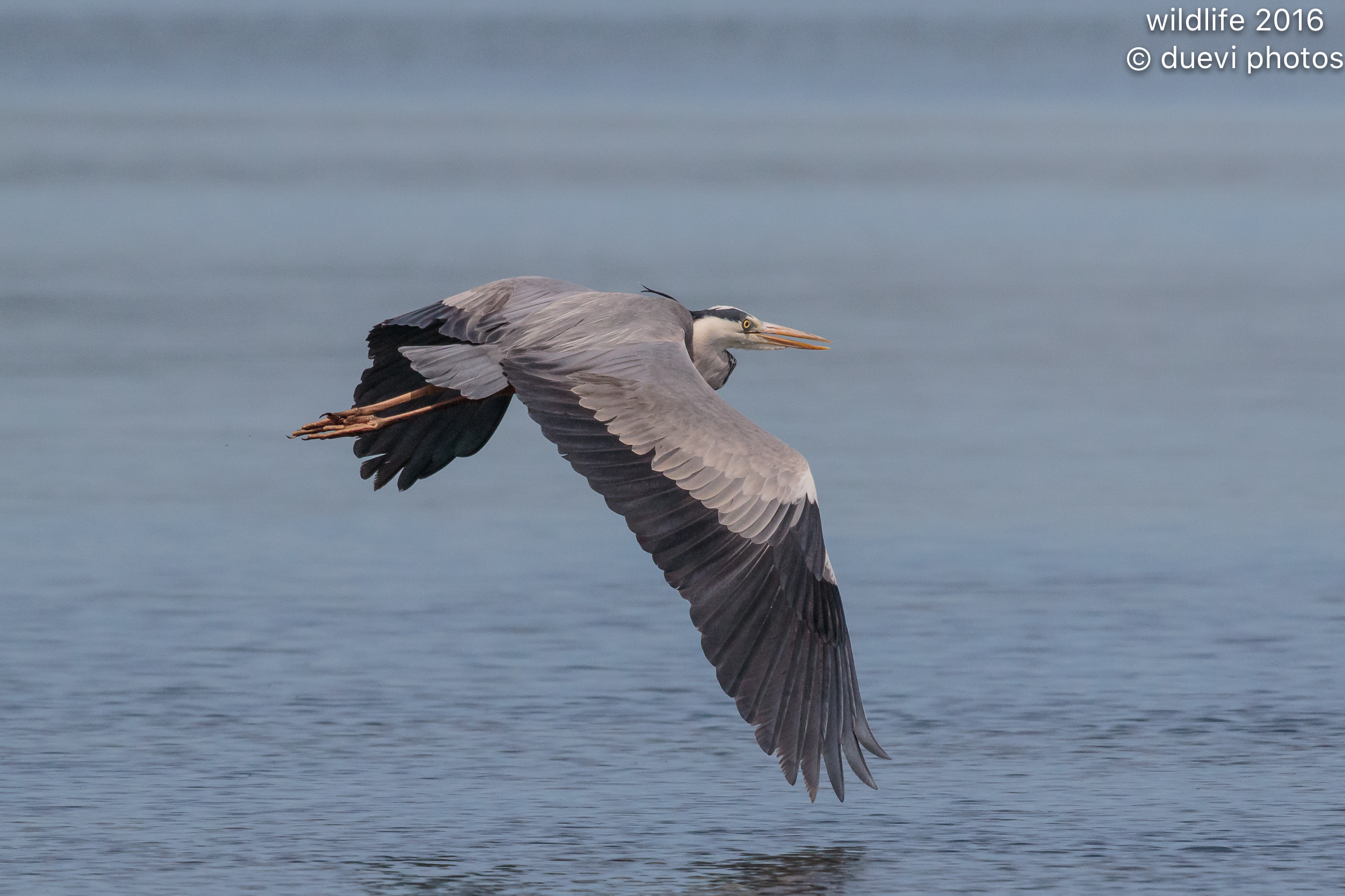 Grass heron