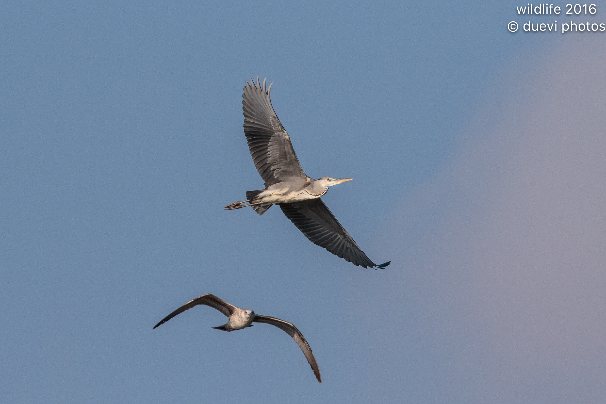 Seagull vs Cinderella