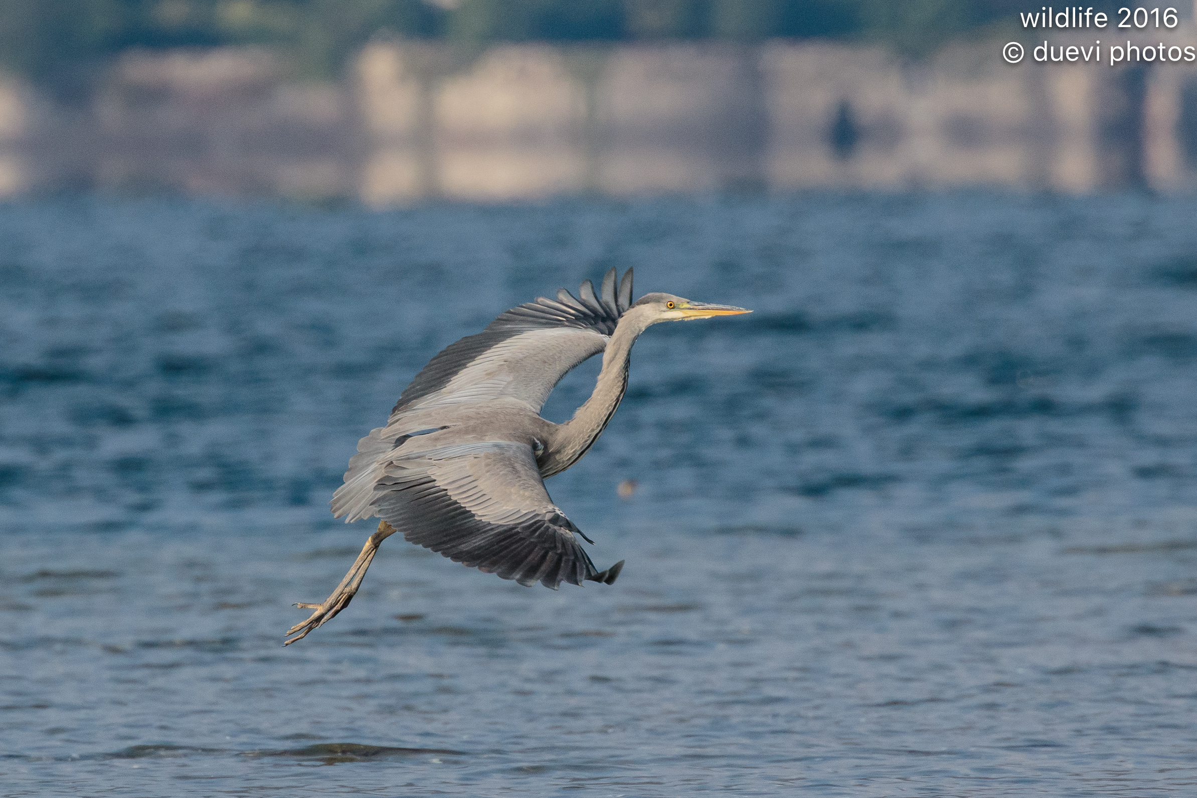 Grass heron