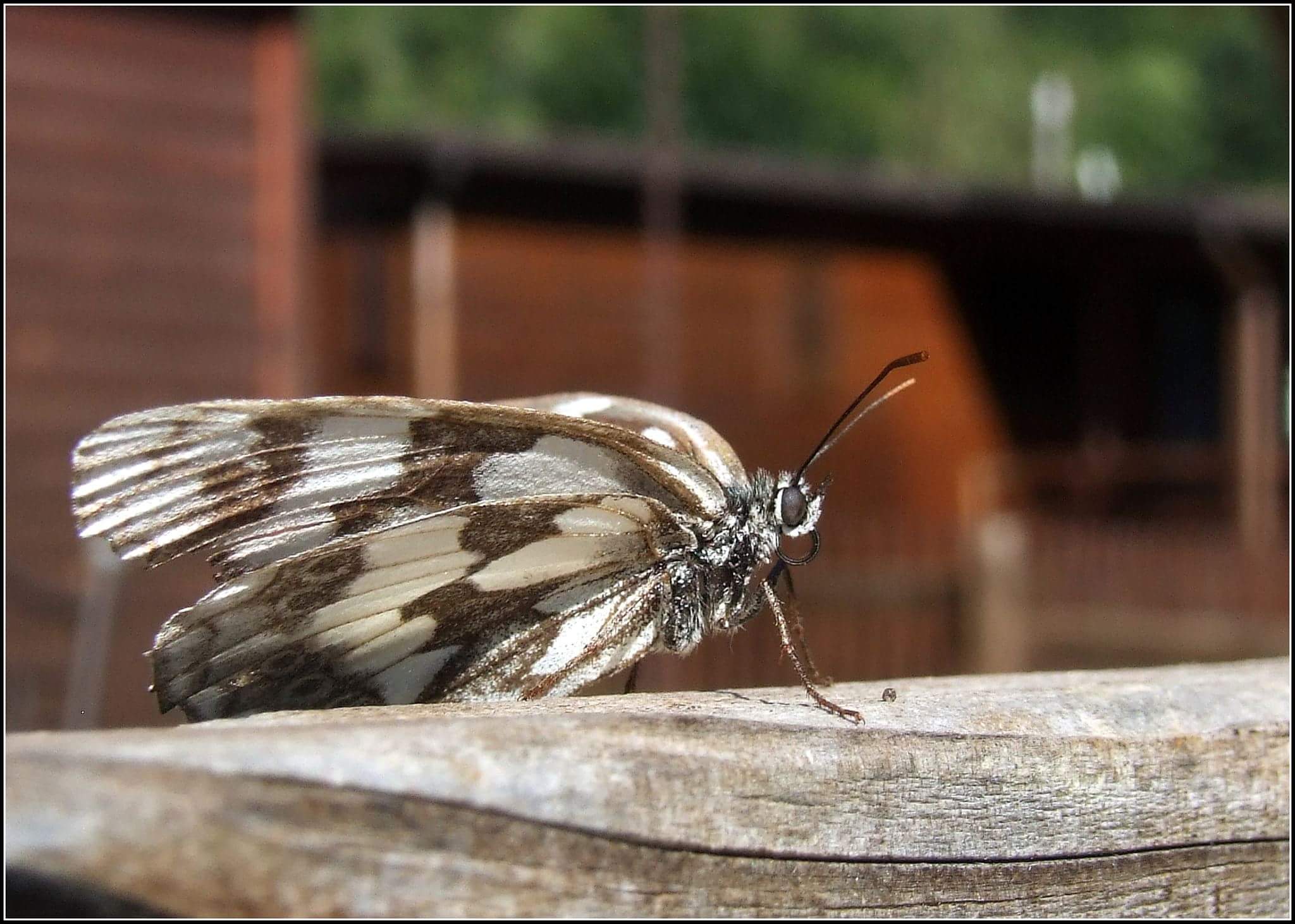 " Melanargia galathea " femmina...