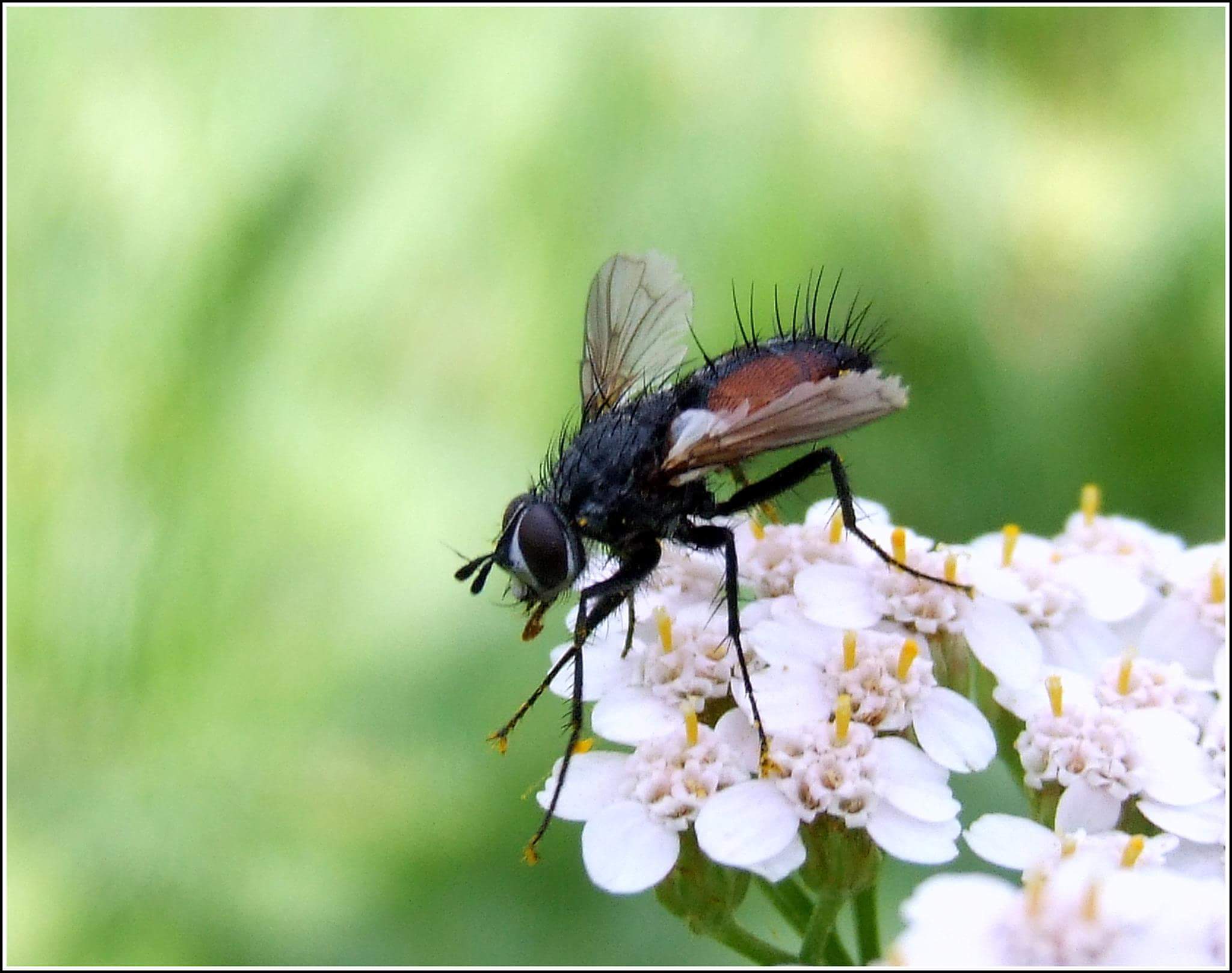 "Clairvillia biguttata" male ...
