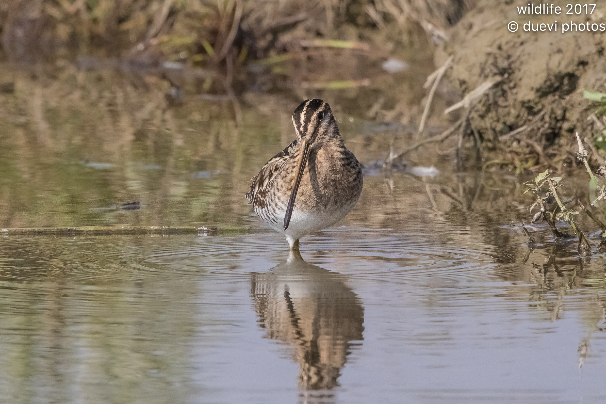 Snipe