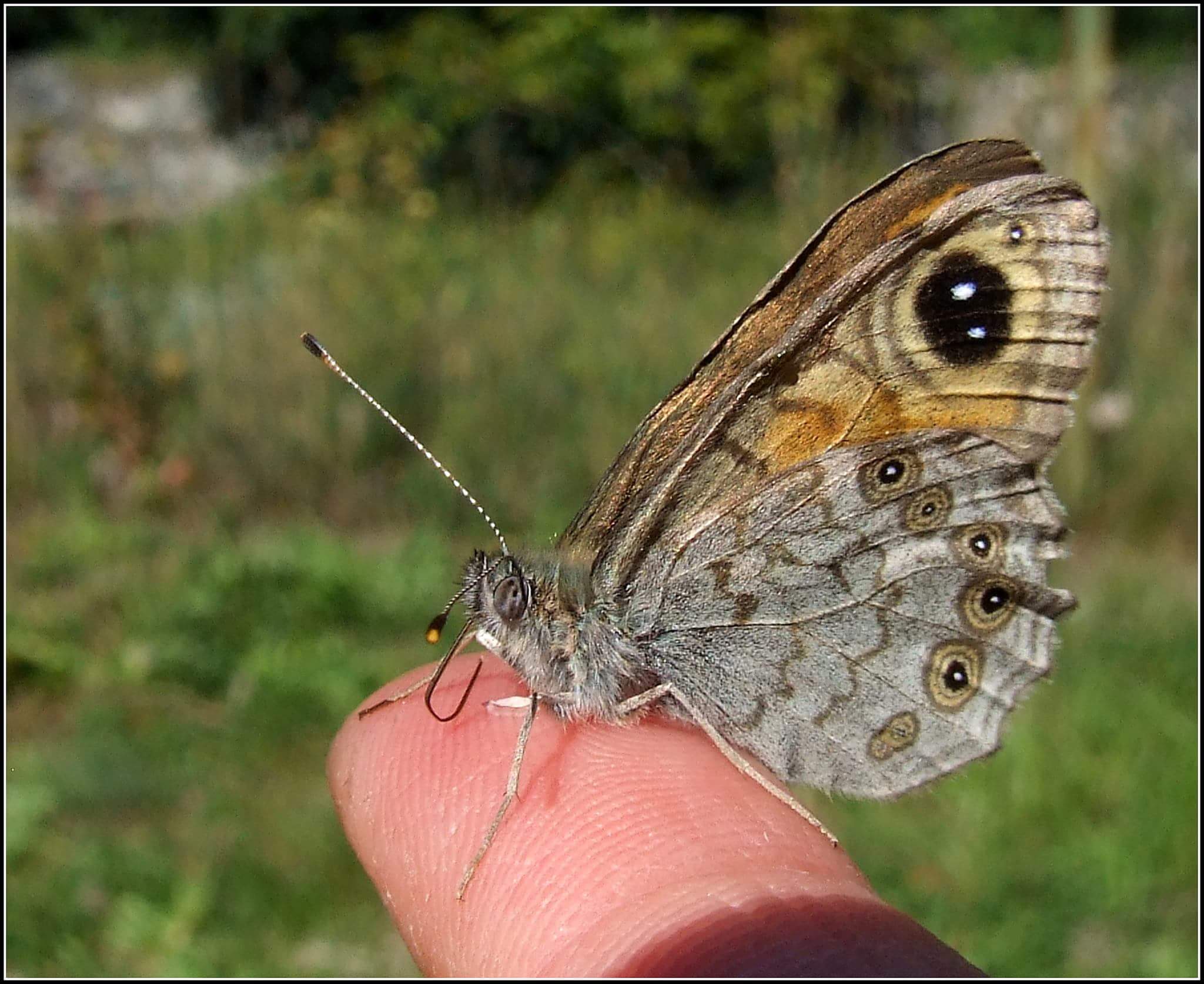 " Lasiommata maera " maschio...