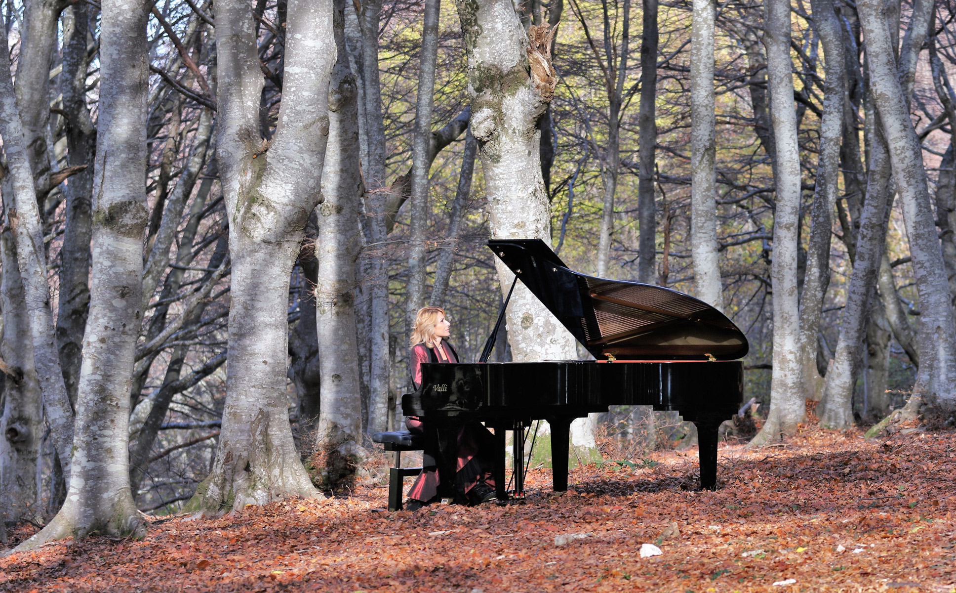 The legend of the pianist in the beech