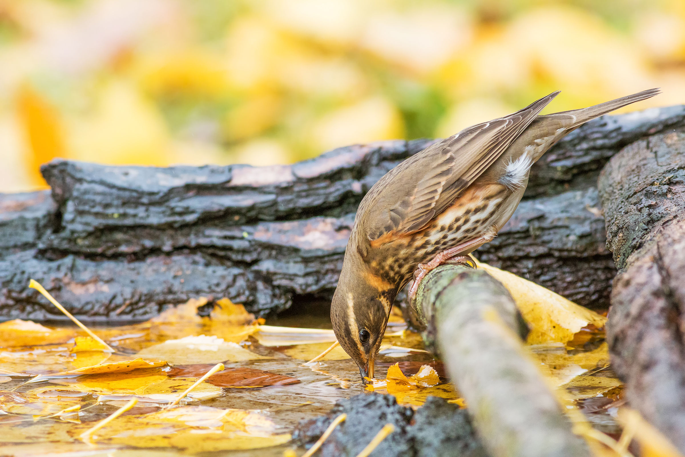 the drought of the sassello