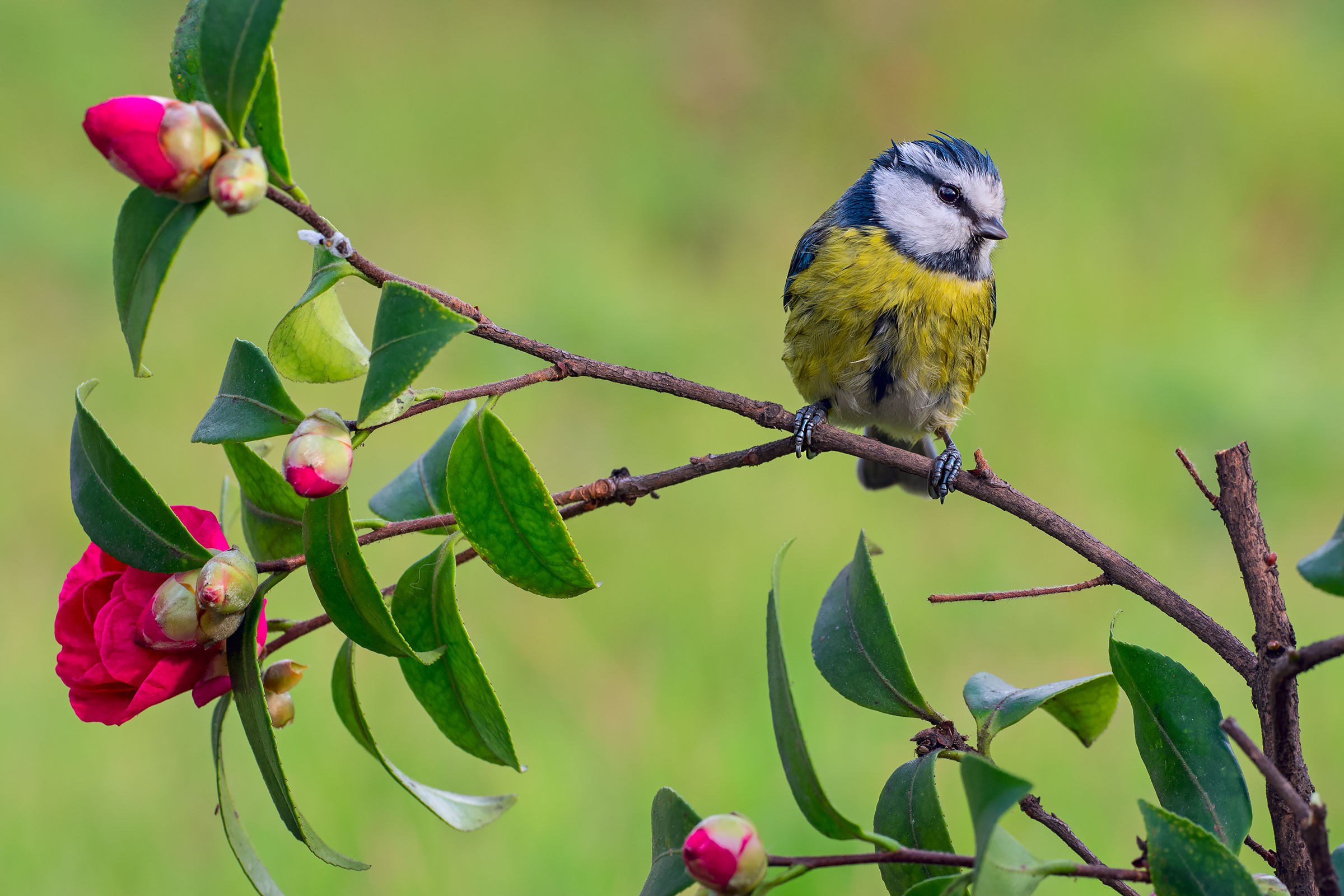 Relax after the bath