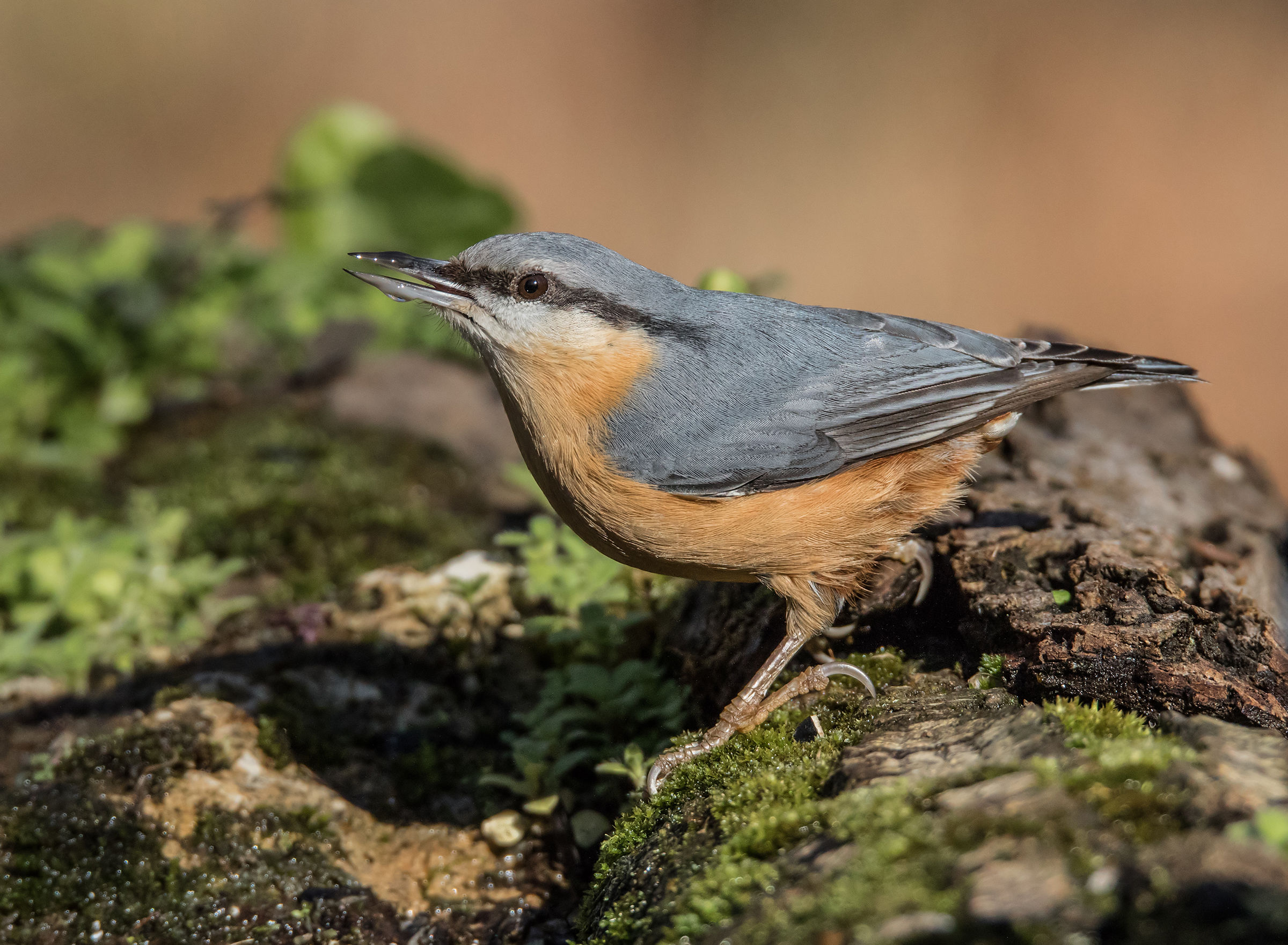 The thirsty woodpecker