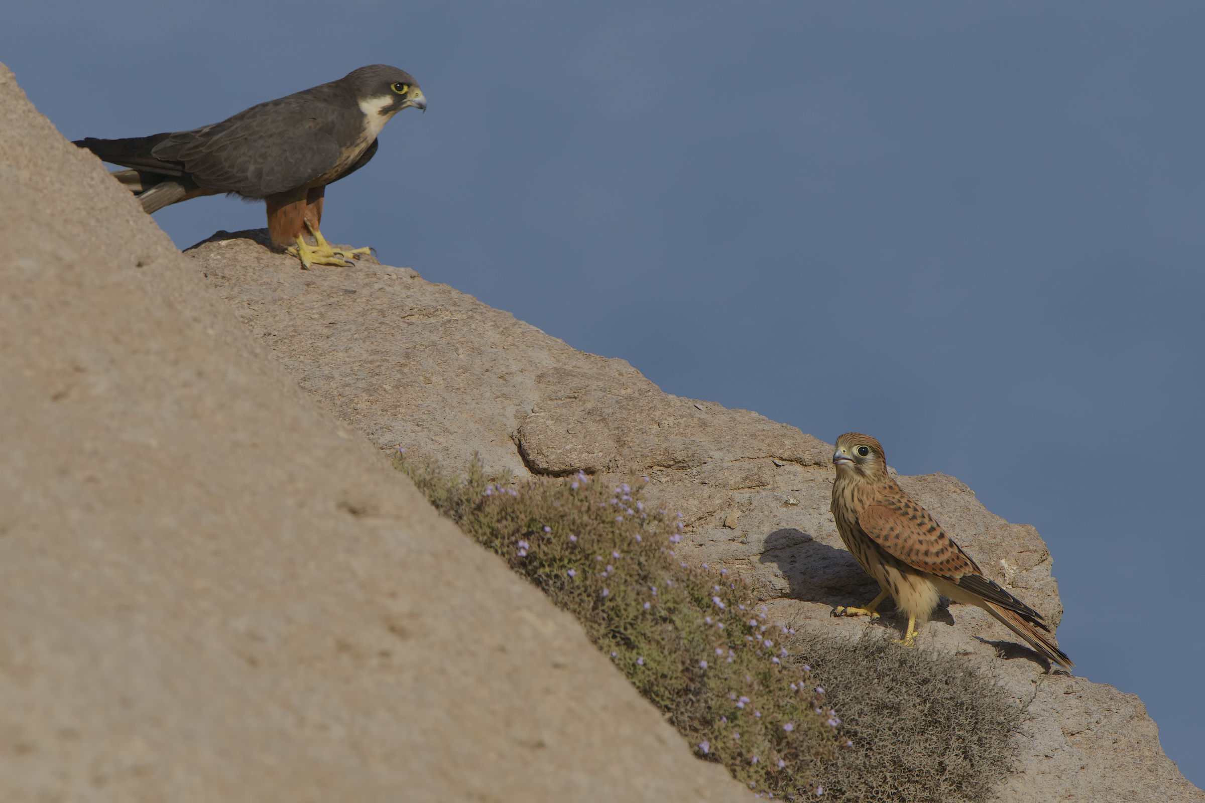 side encounters in the cliff