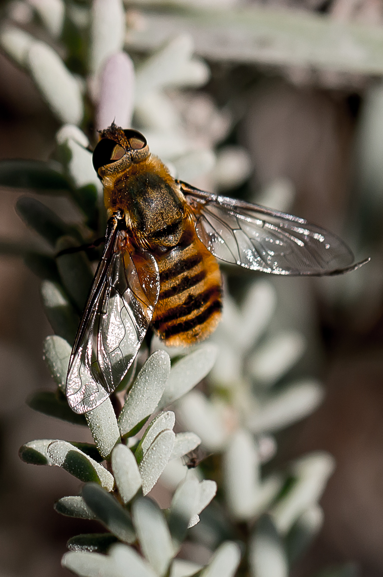 Volucella Zonaria