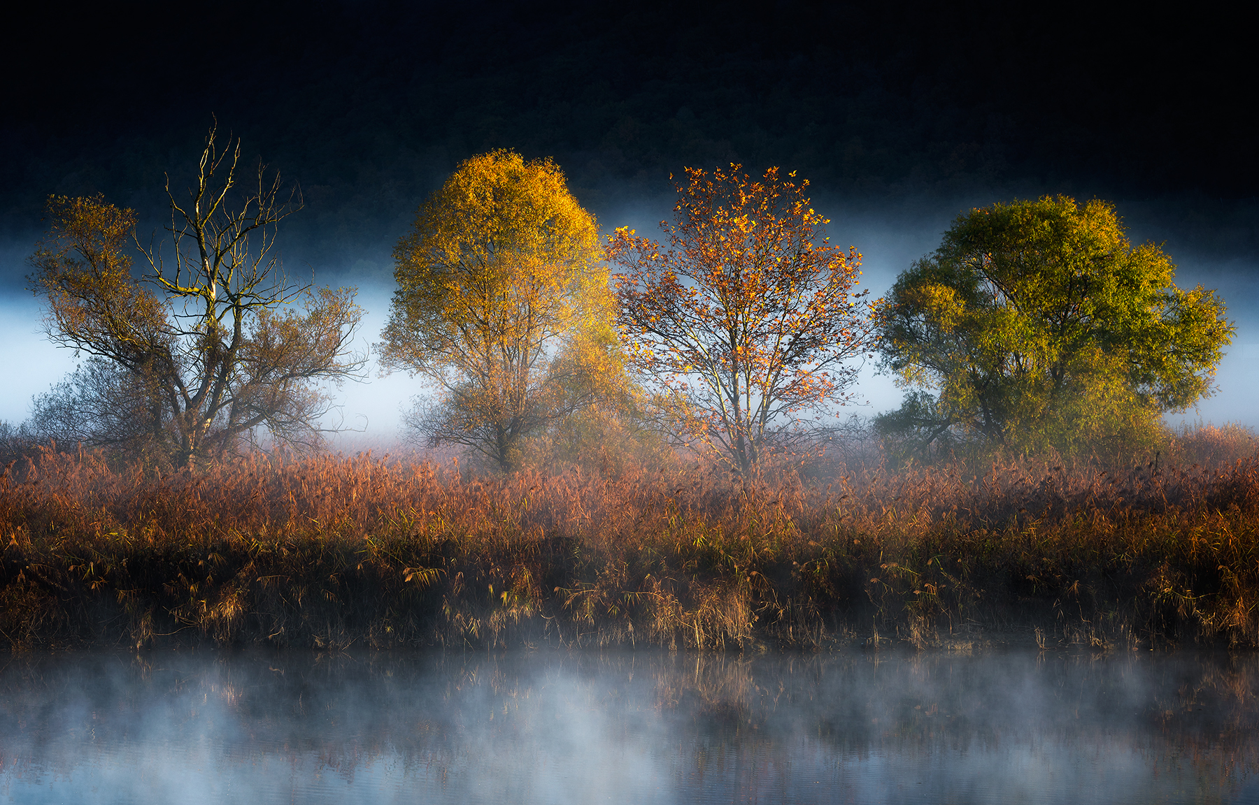 Comparative personalities