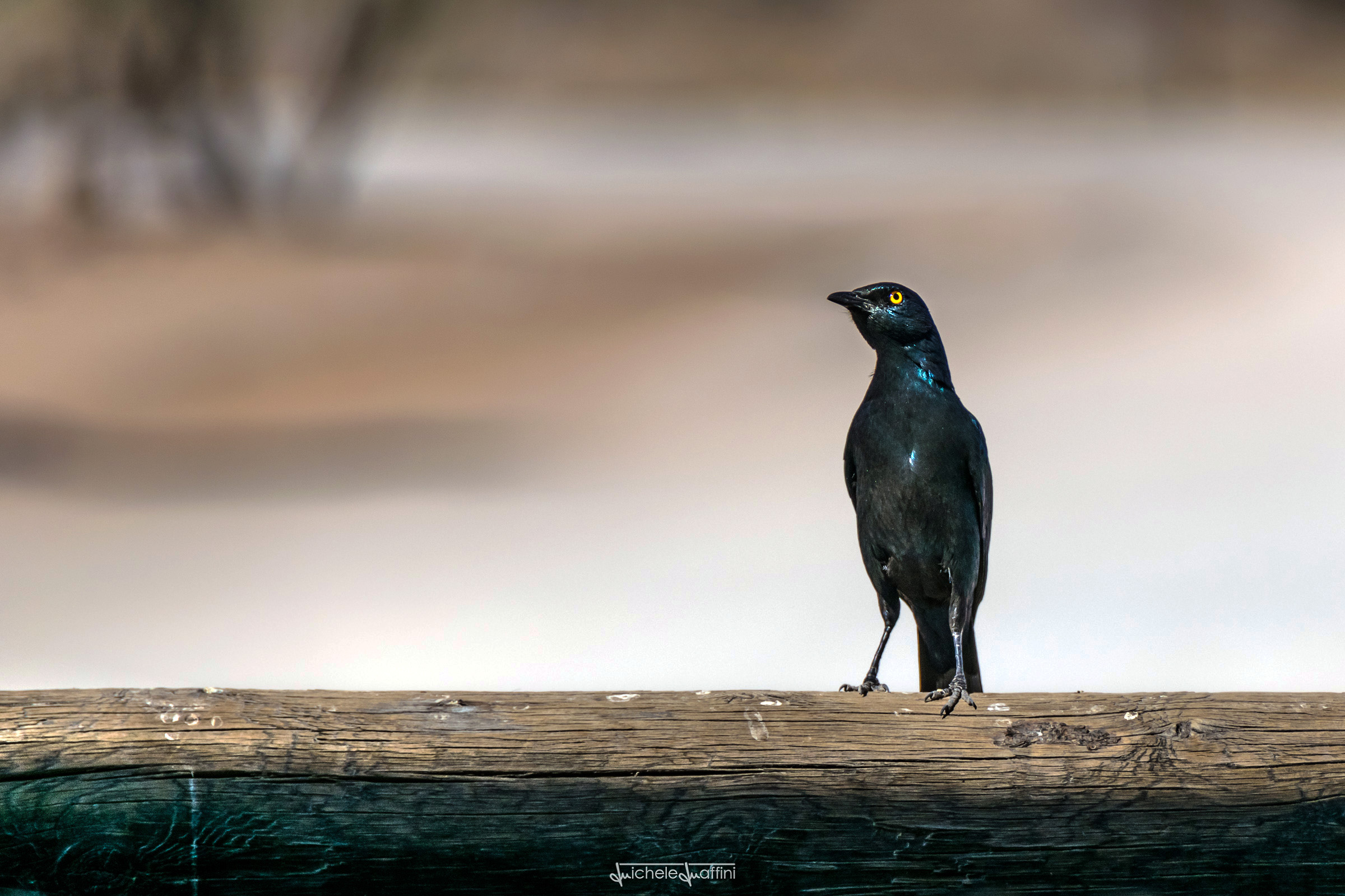 Namibia - Storno Splendente