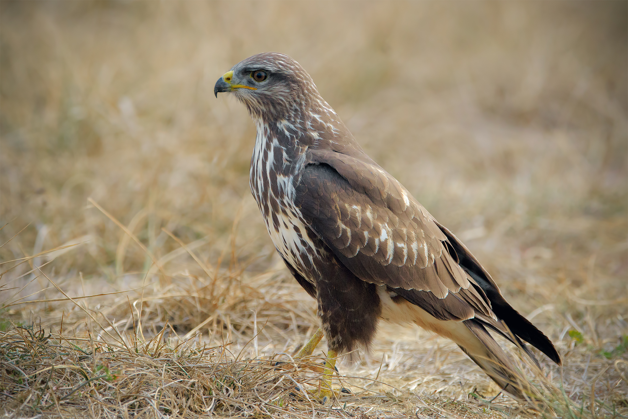 Poiana buteo buteo